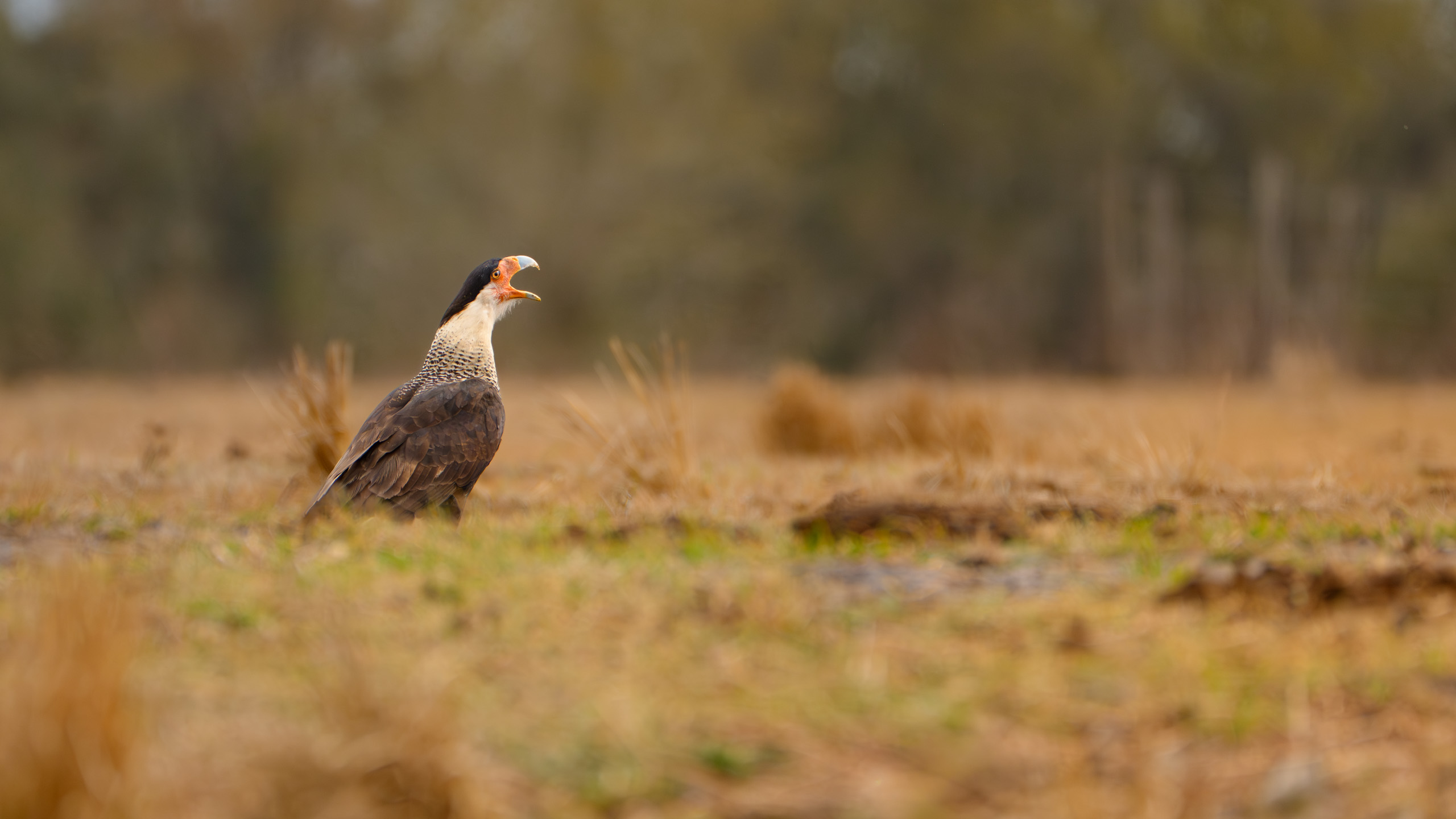 Crested Caracara In The Pasture? cover image