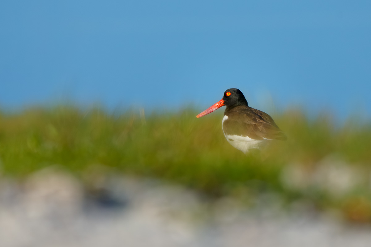 Shore Bird Saturday cover image