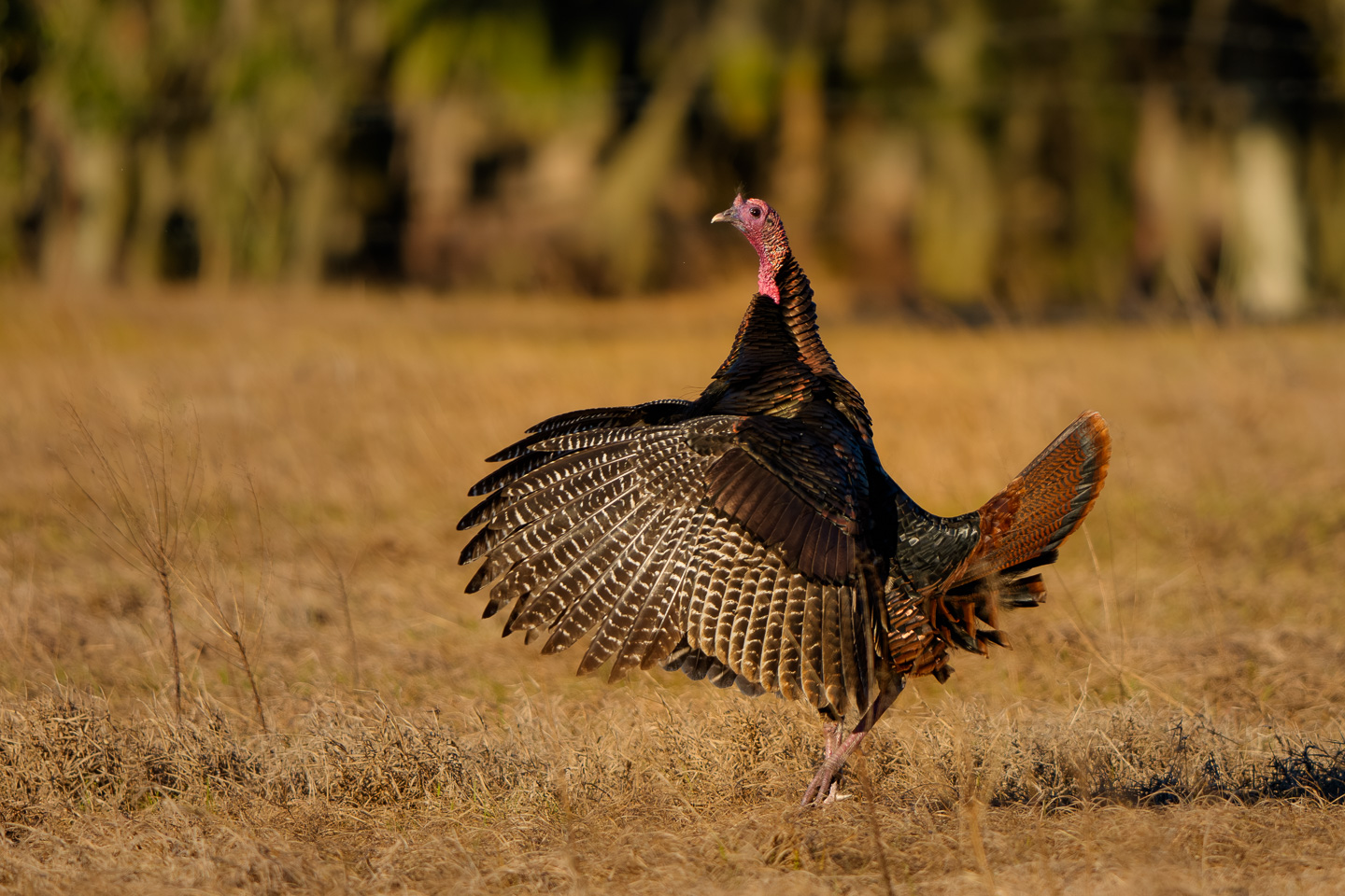 Sunrise Wild Turkeys cover image
