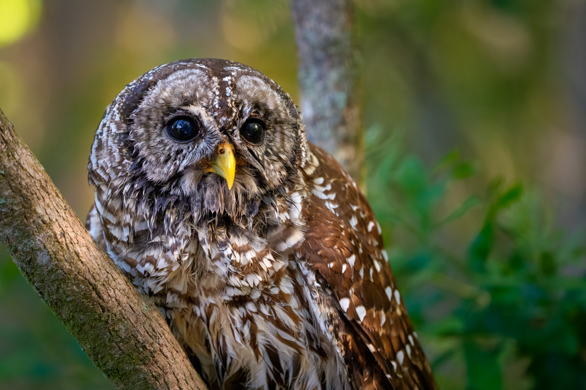 barred owl close up 2