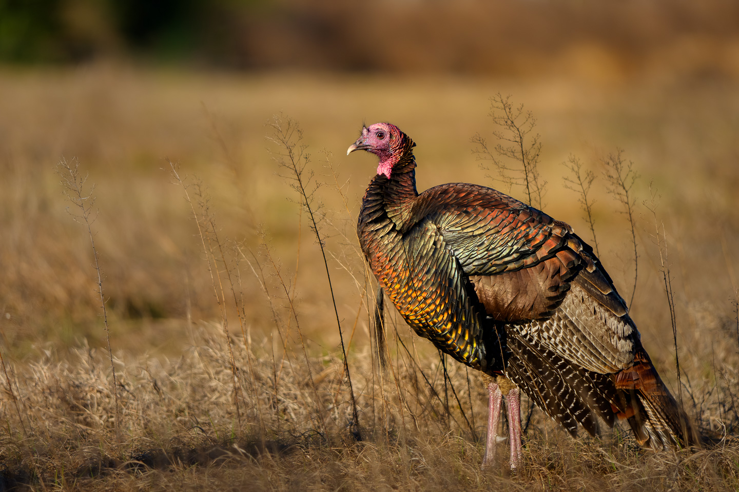 wild turkey