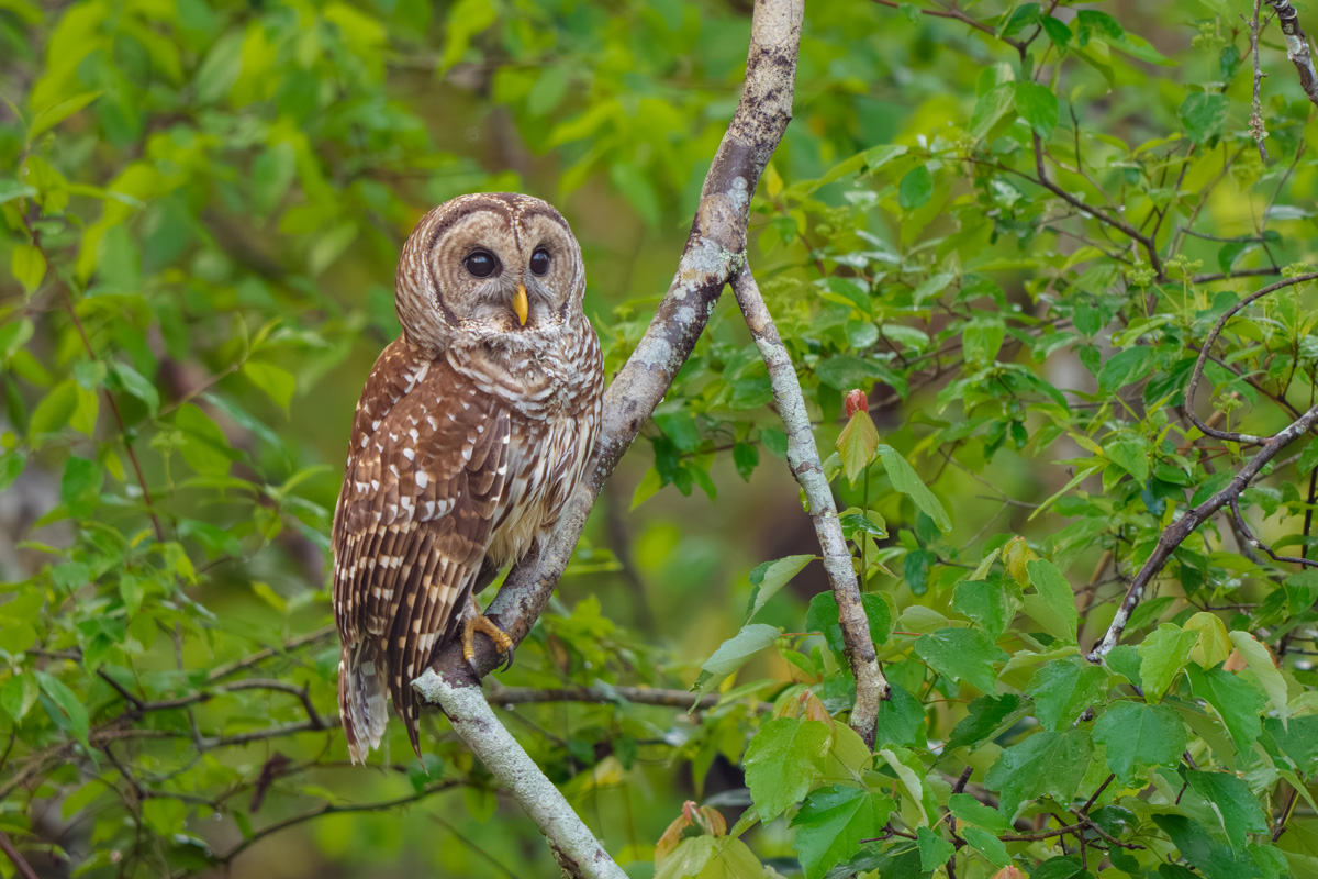 barred owl perched 2