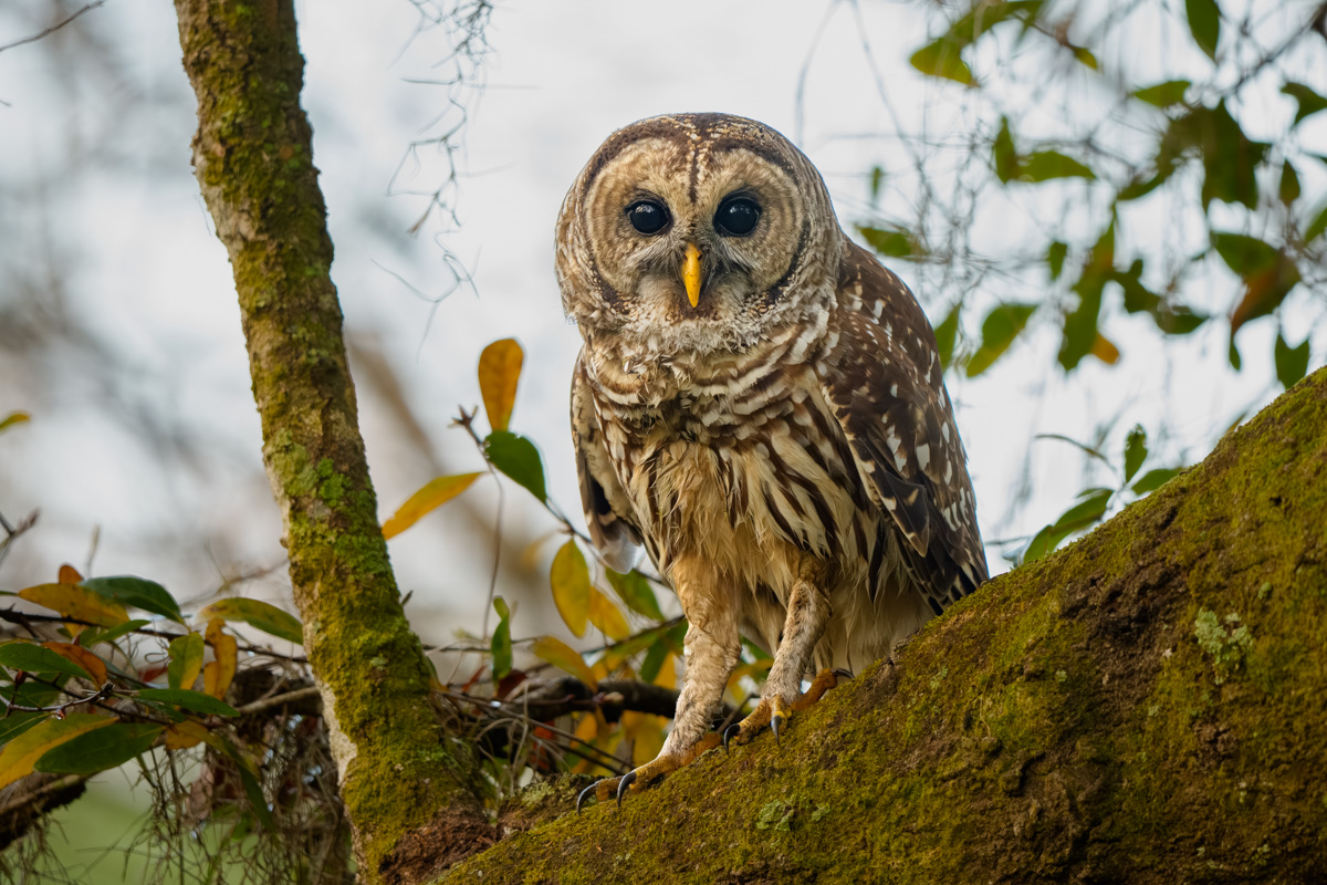 barred owl perched