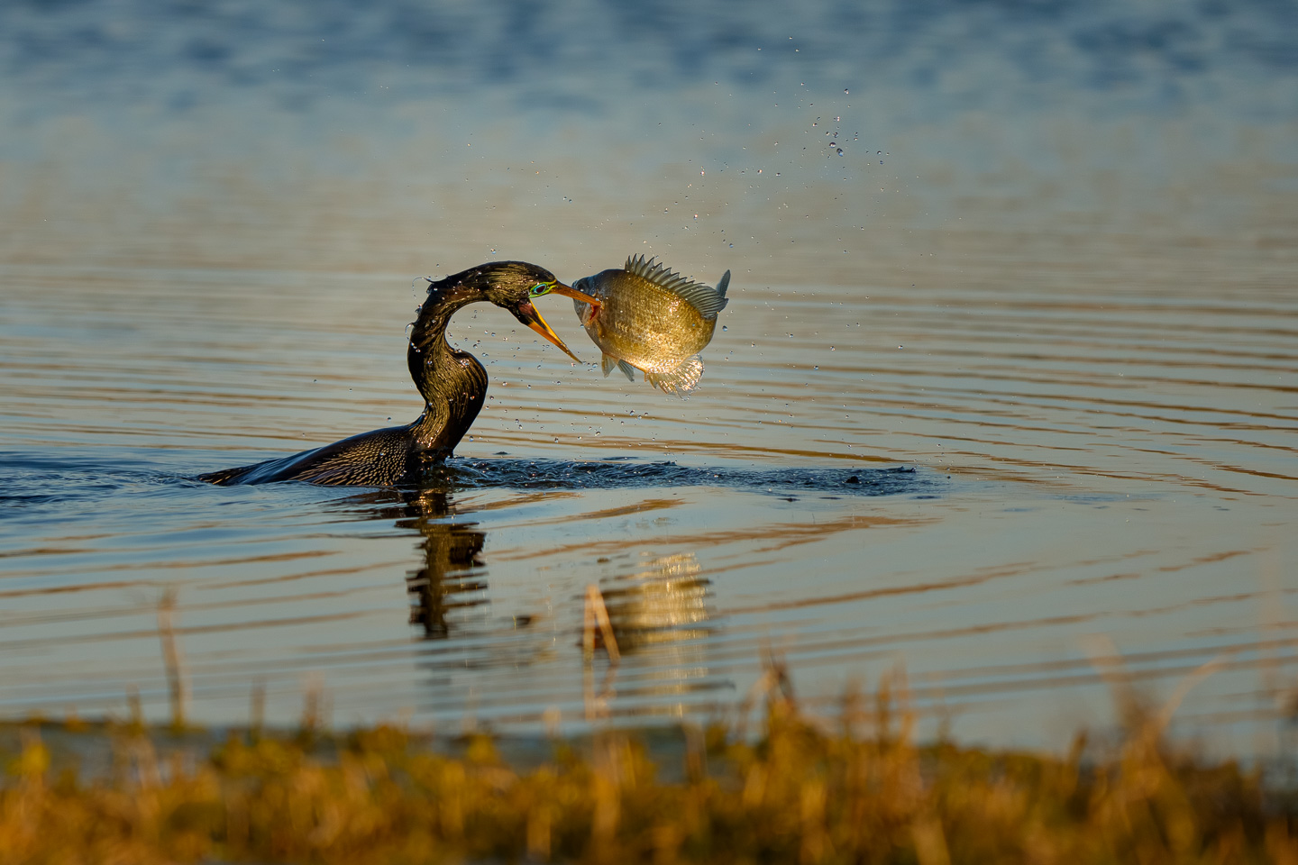 anhinga fish on