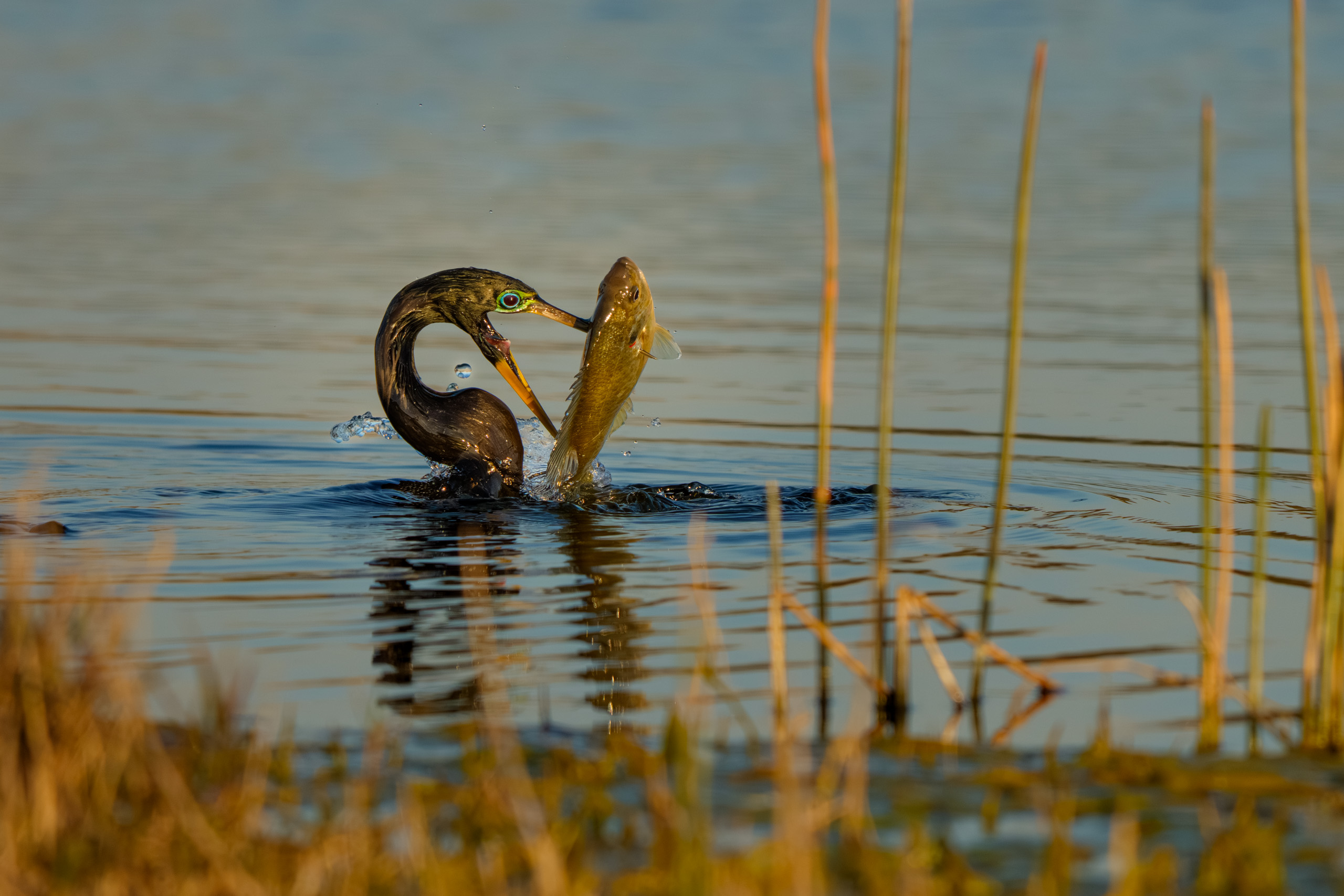 Anhinga Fish On