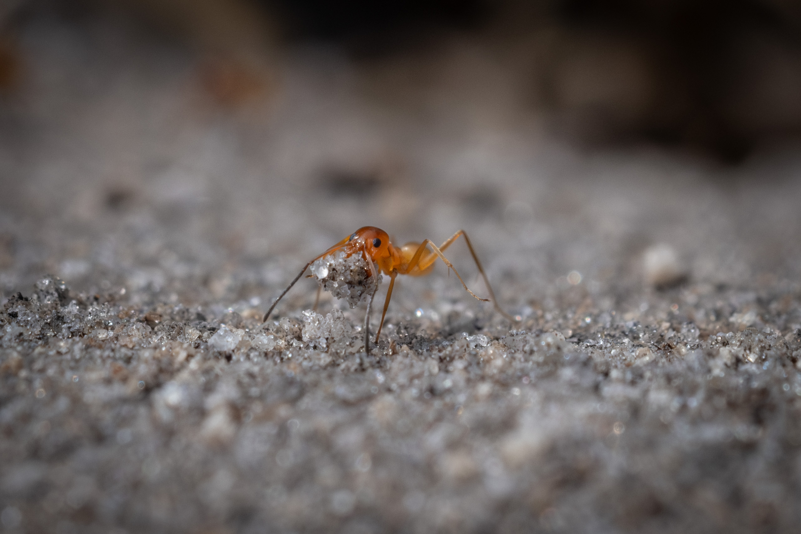 Fire Ant, Building Nest