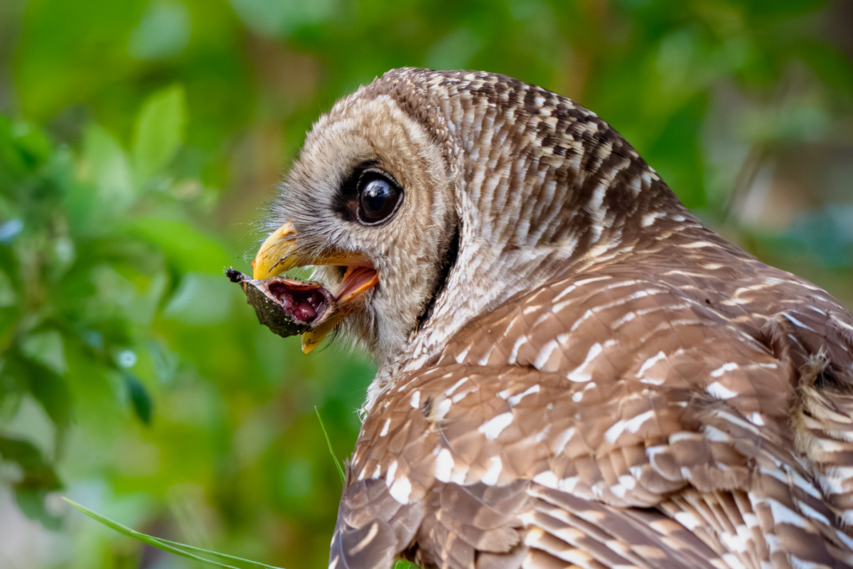 Barred Owl with Turtle Snack
