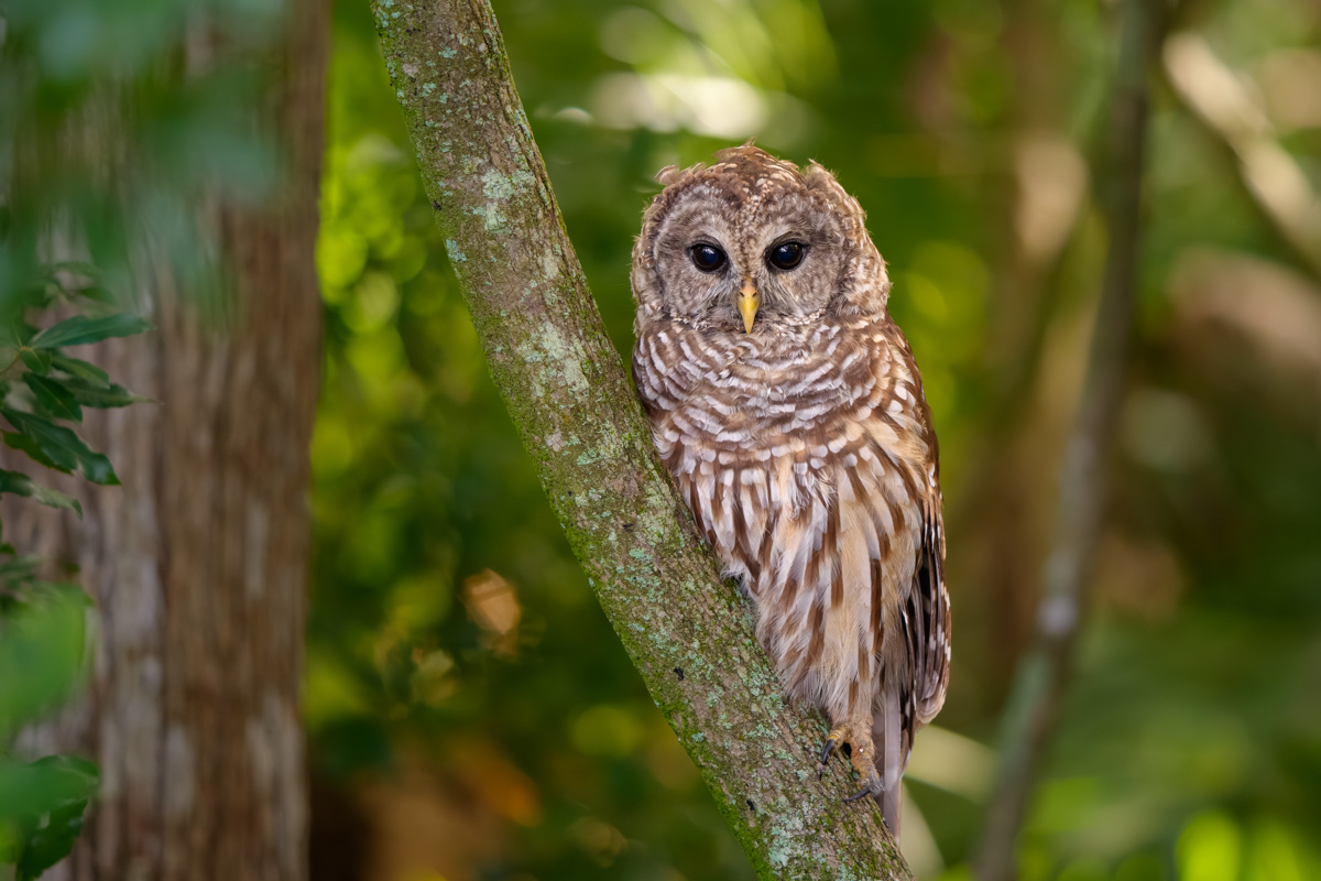Barred Owl Looking for Breakfast