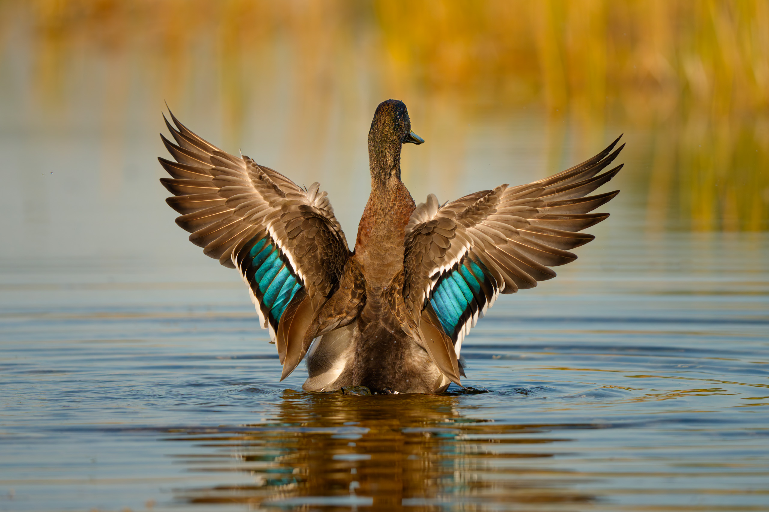 Blue Teal Duck Showing Off