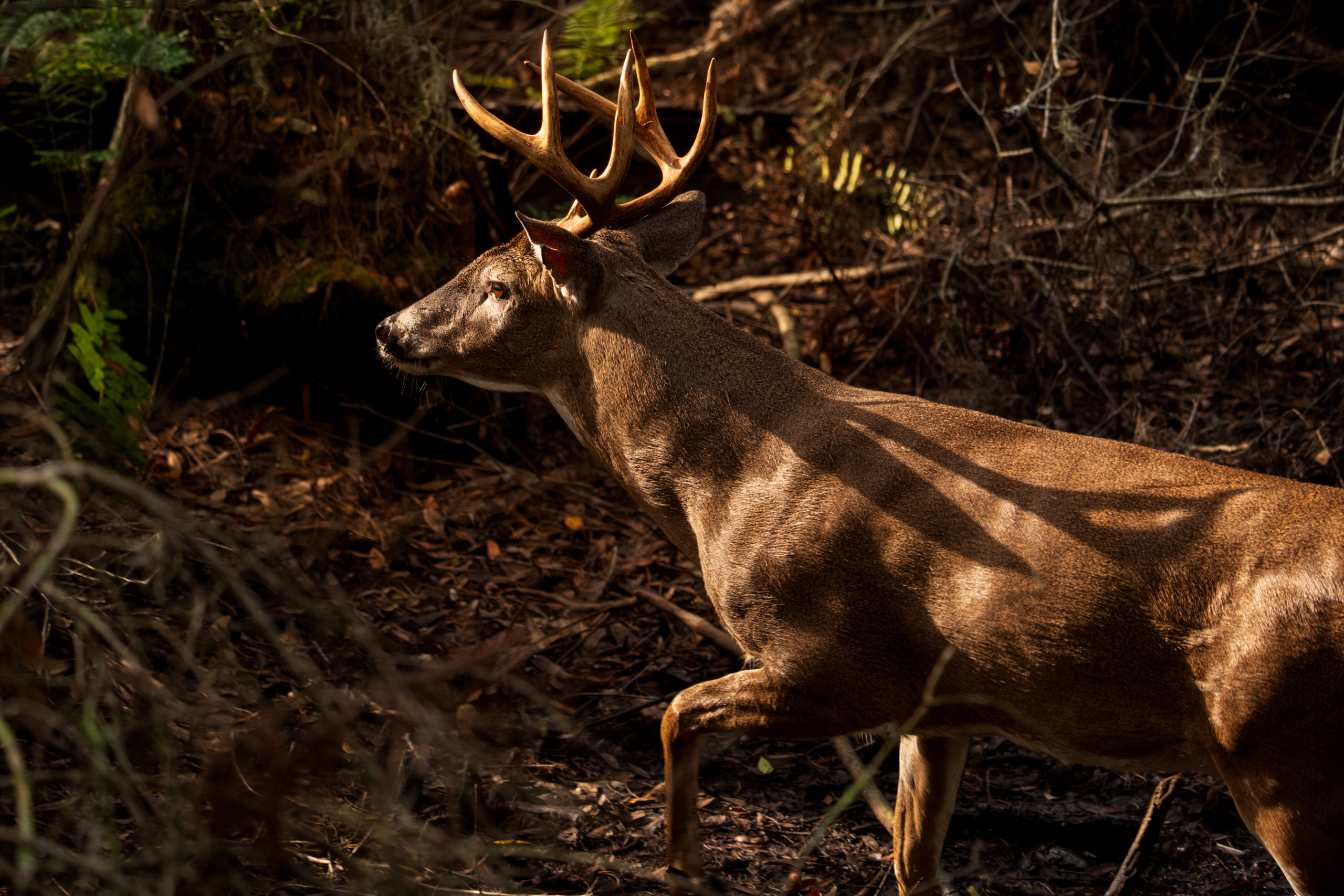White-tailed Buck, during the rut