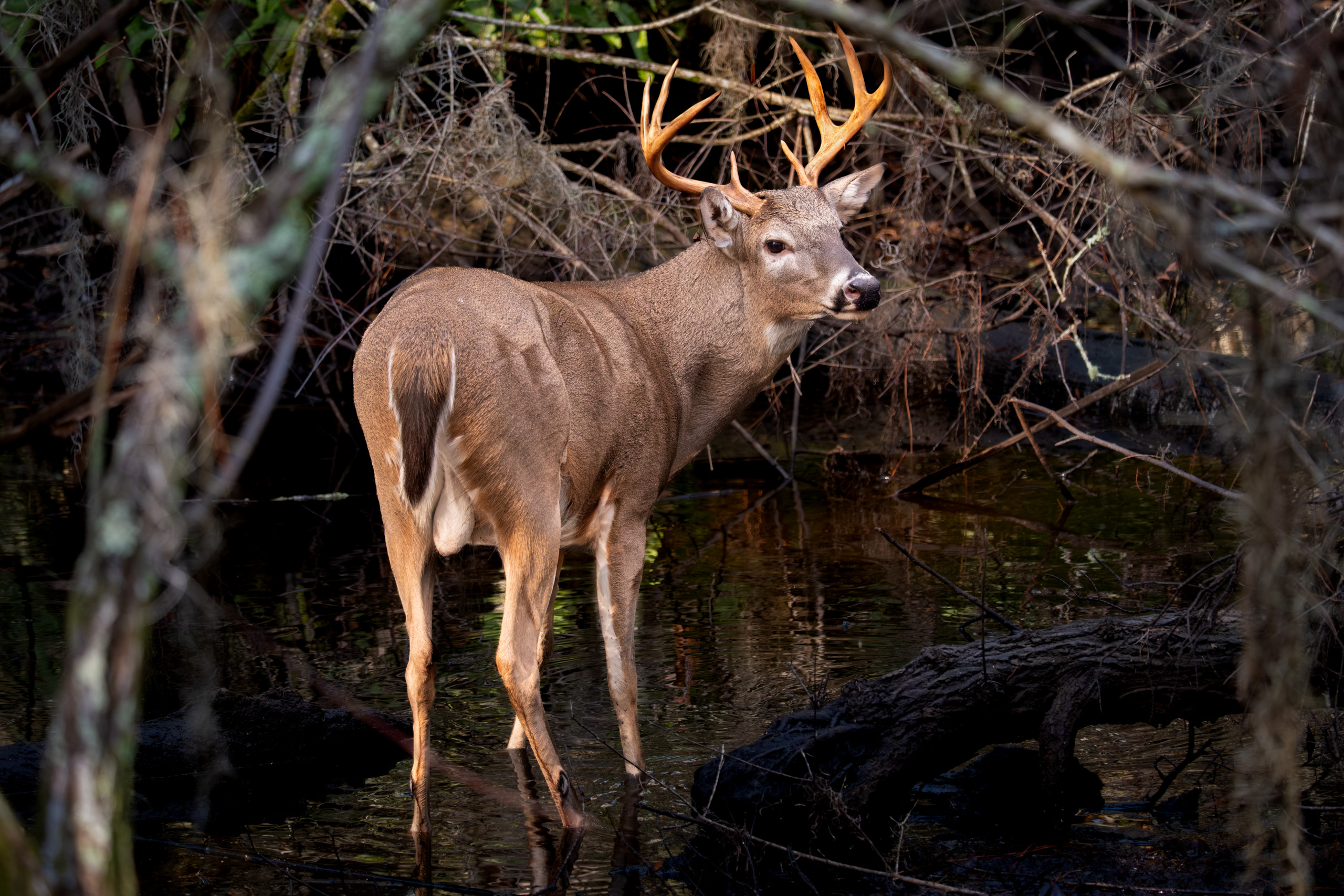 White-tailed Buck Looking For Love