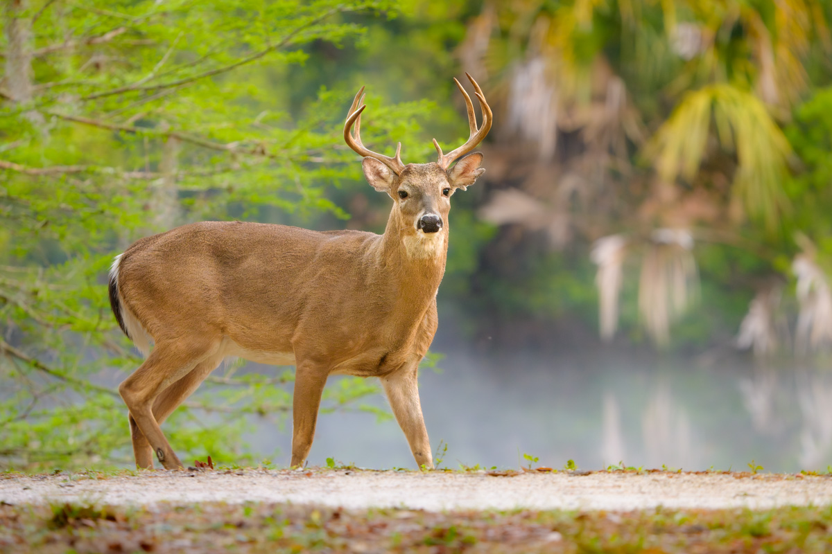 White-tailed Buck