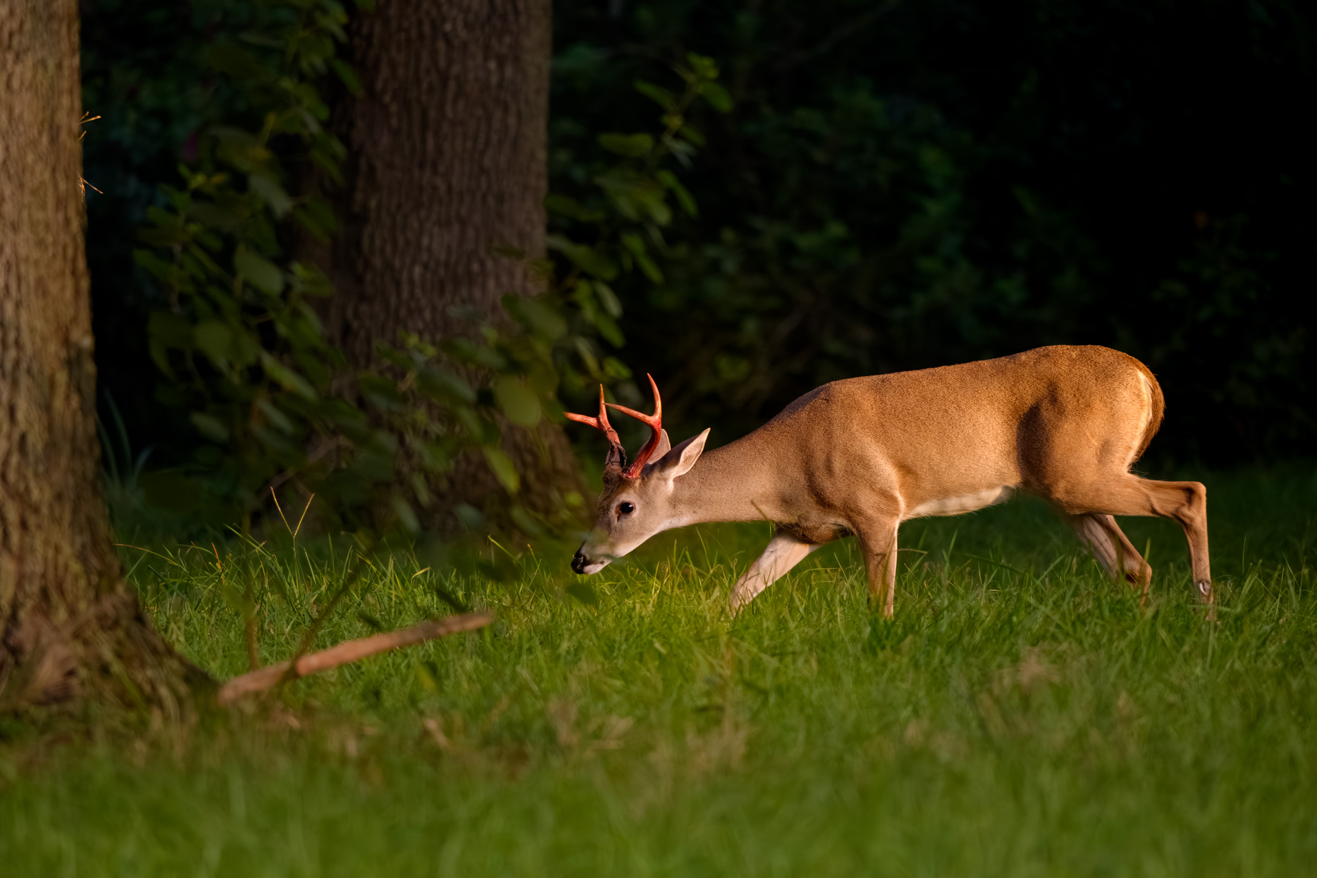 White-tailed Buck Shedding Velvet