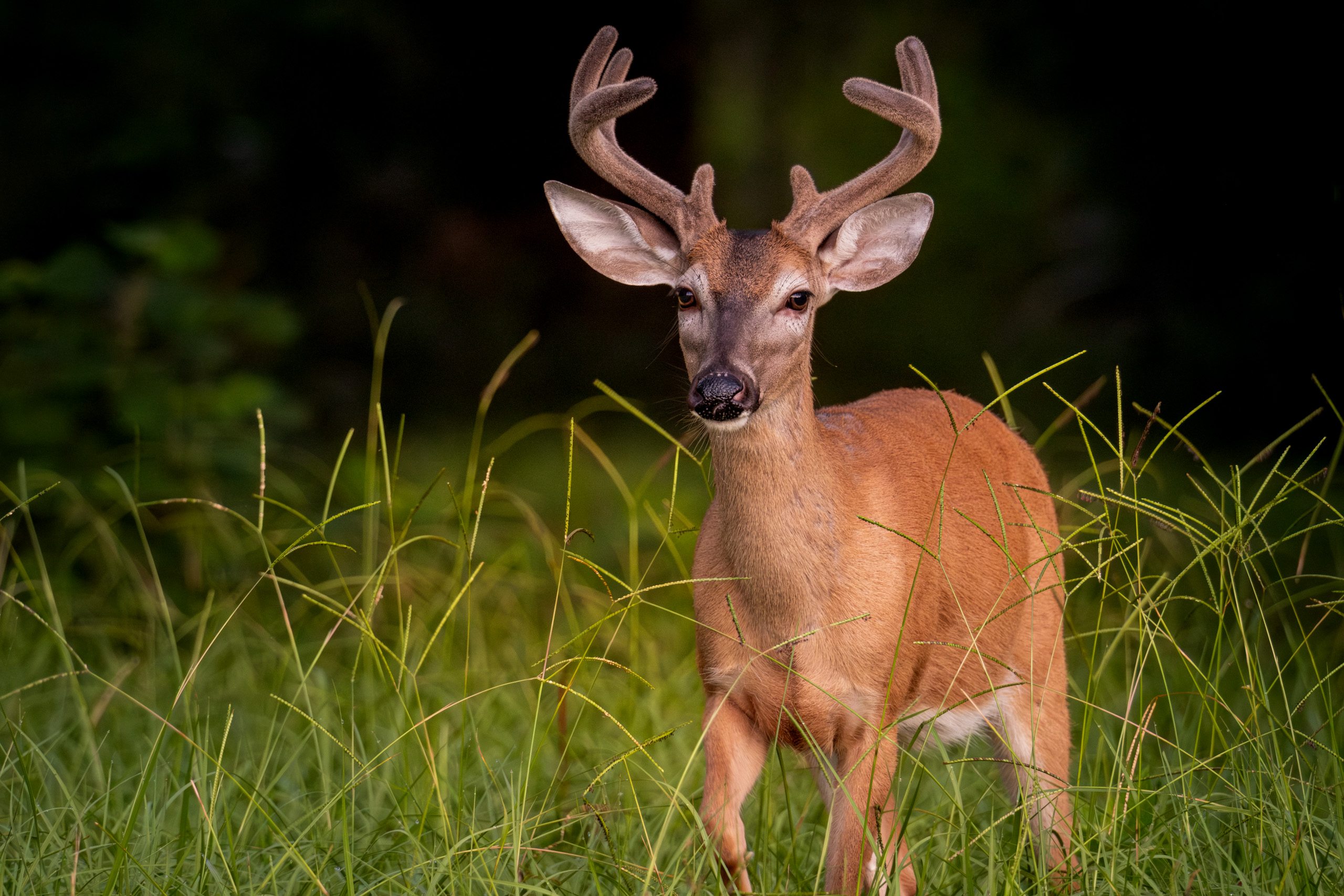 White-tailed Buck in Full Velvet