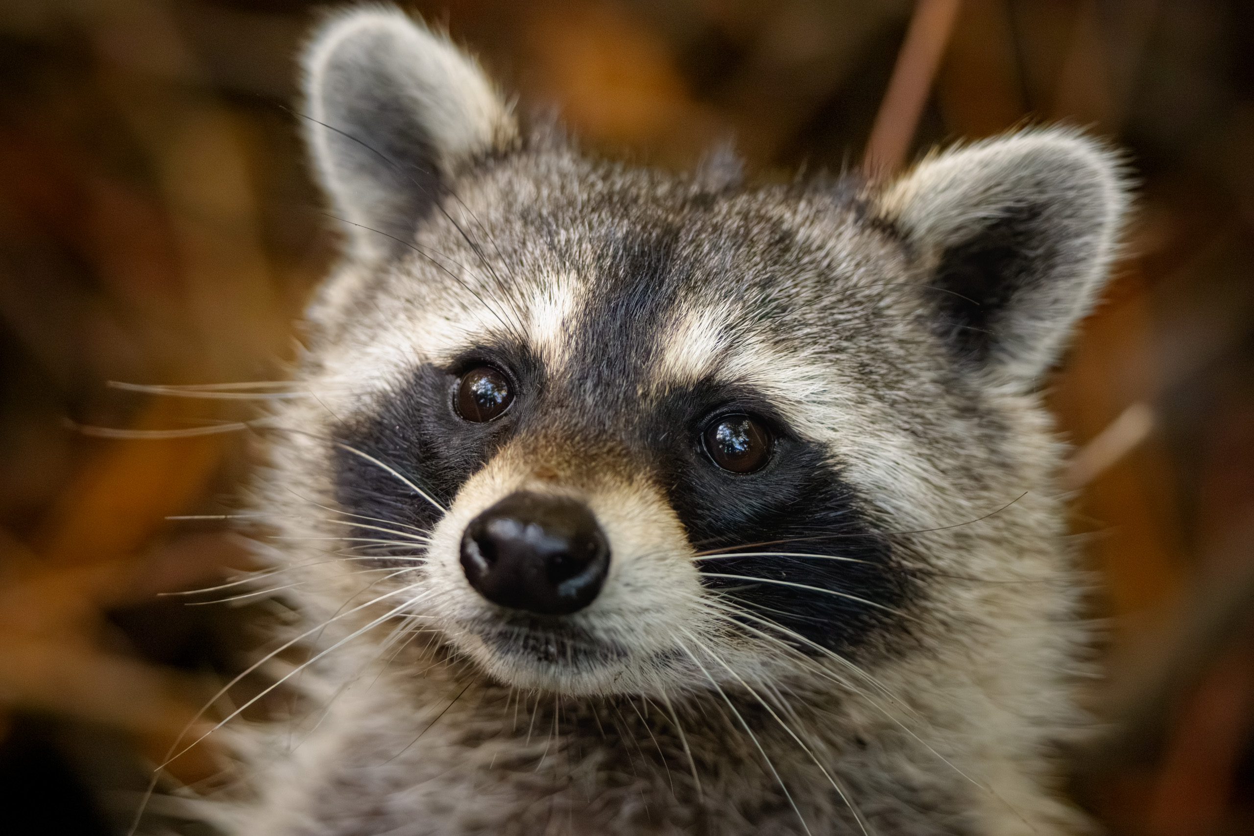 Curious Raccoon
