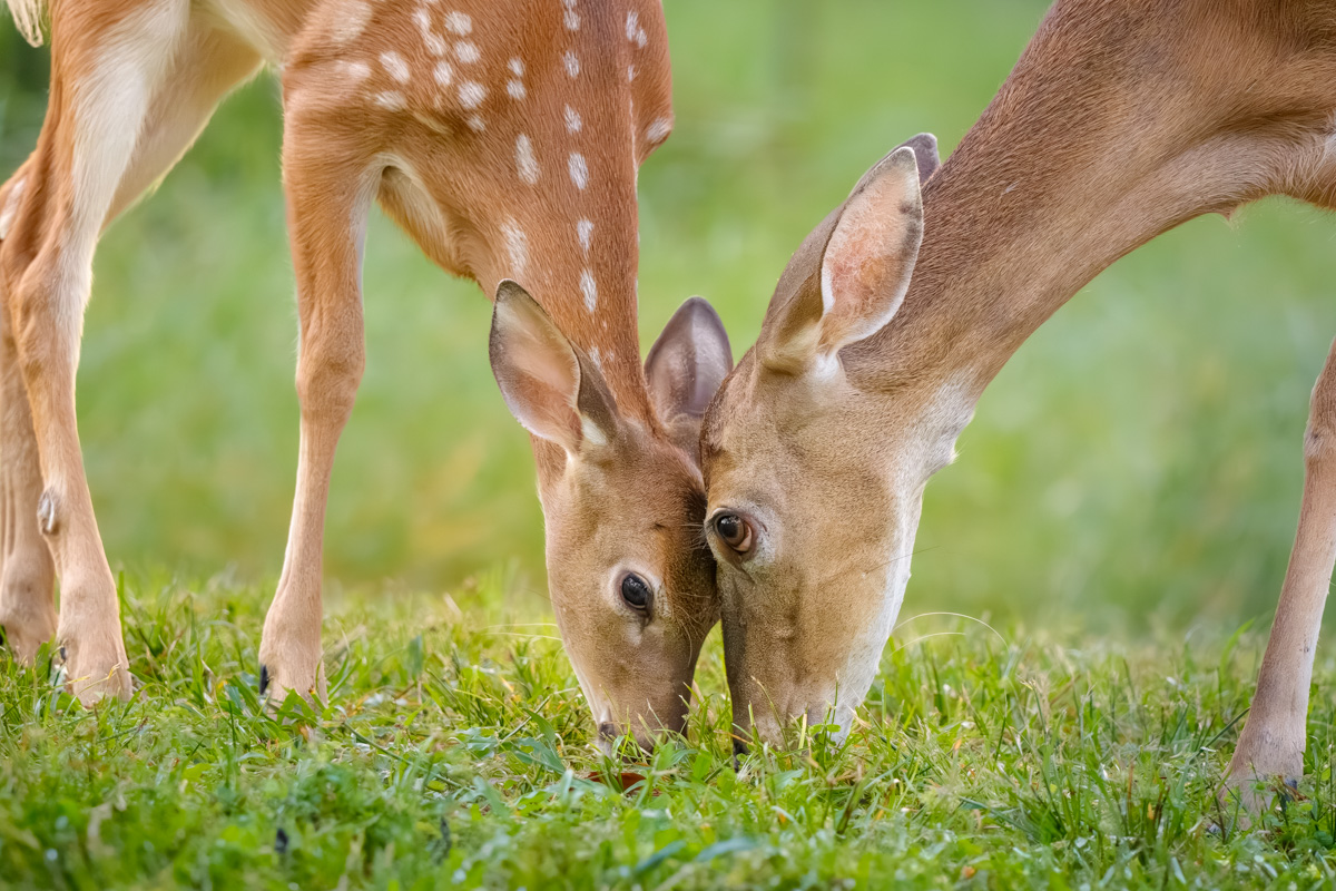 White-tailed Doe & Fawn