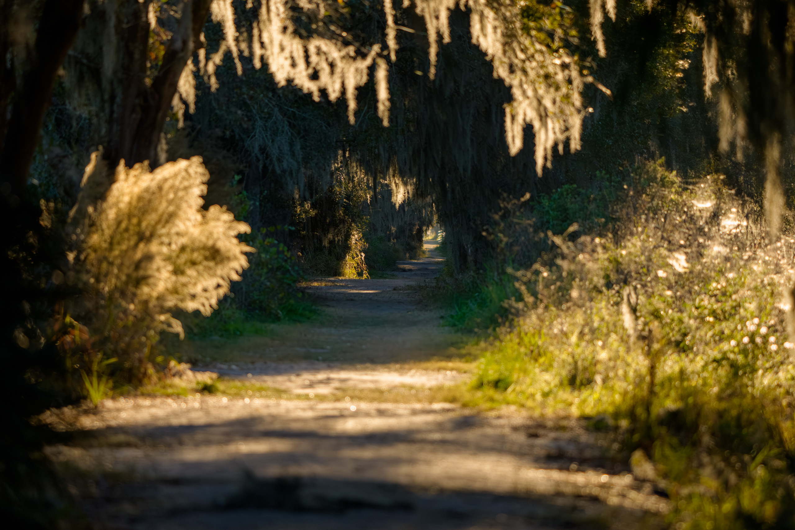 Down The Golden Path