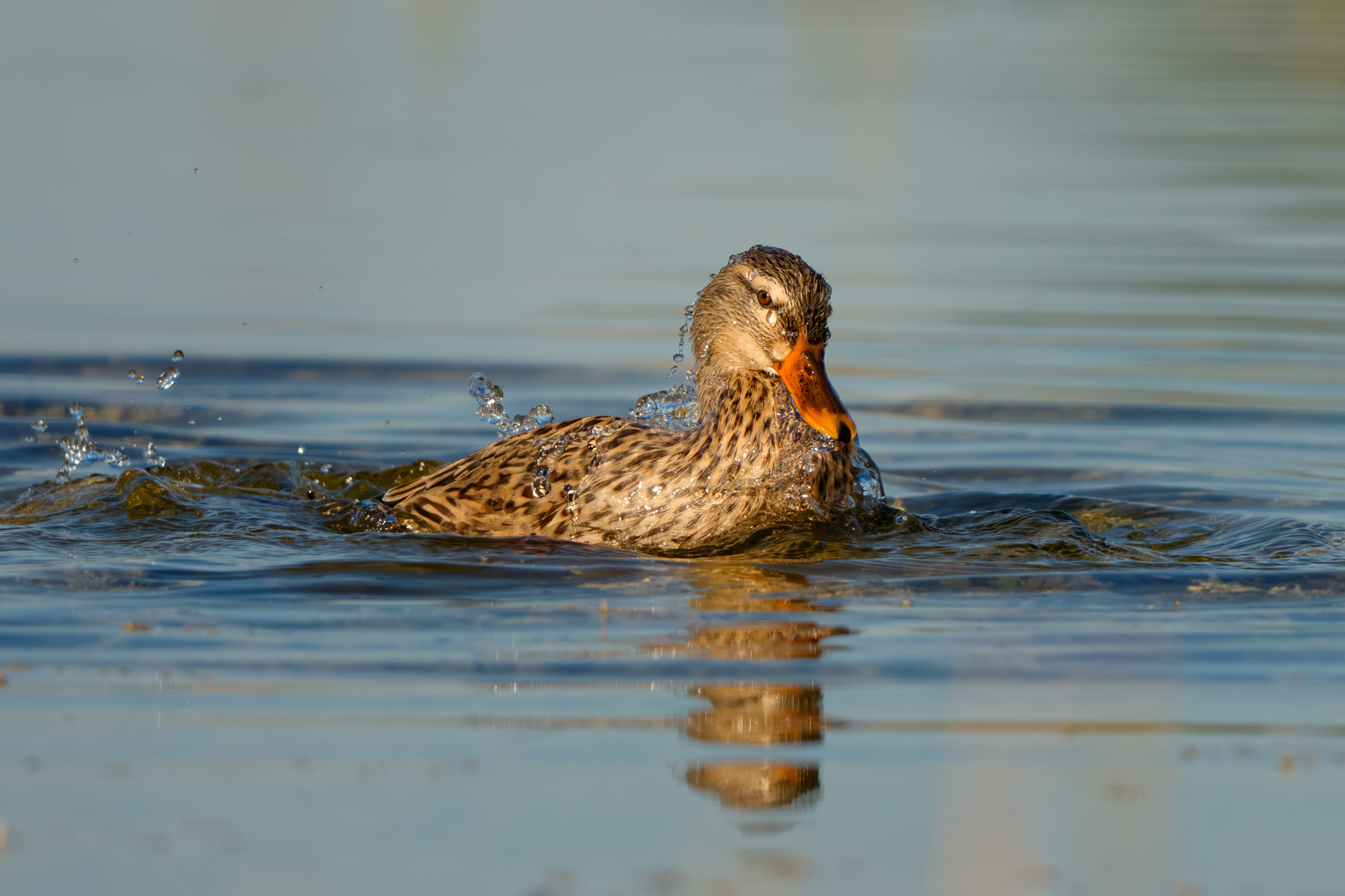 Mallard Duck Soaking up the Sunrise