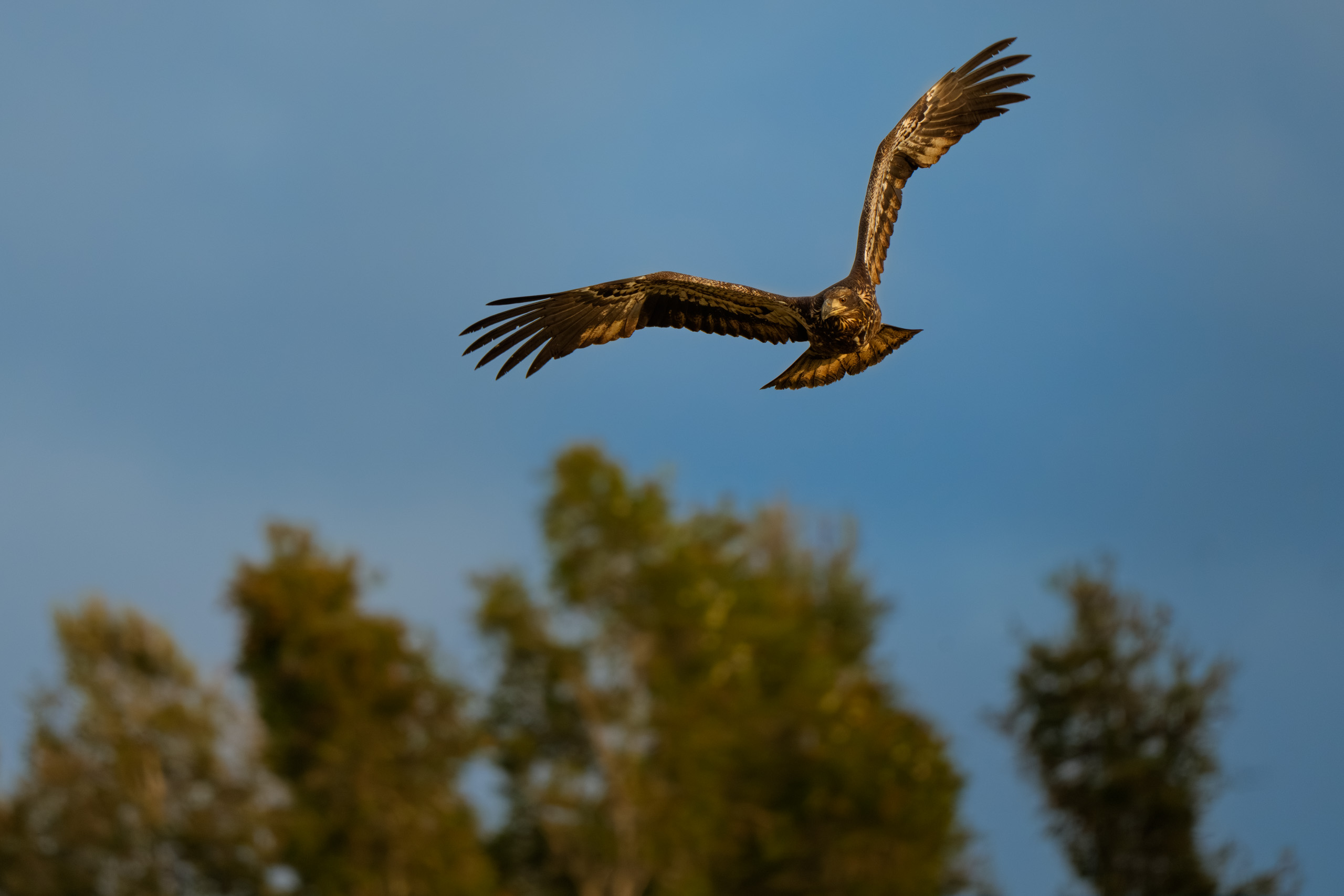 Bald Eagle, Juvenile