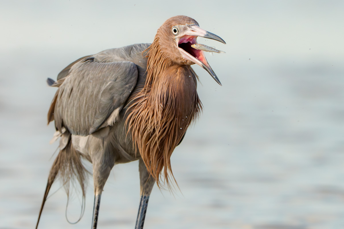 Reddish Egret Mid Chomp