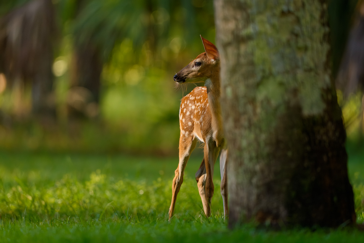 Mystical Fawn