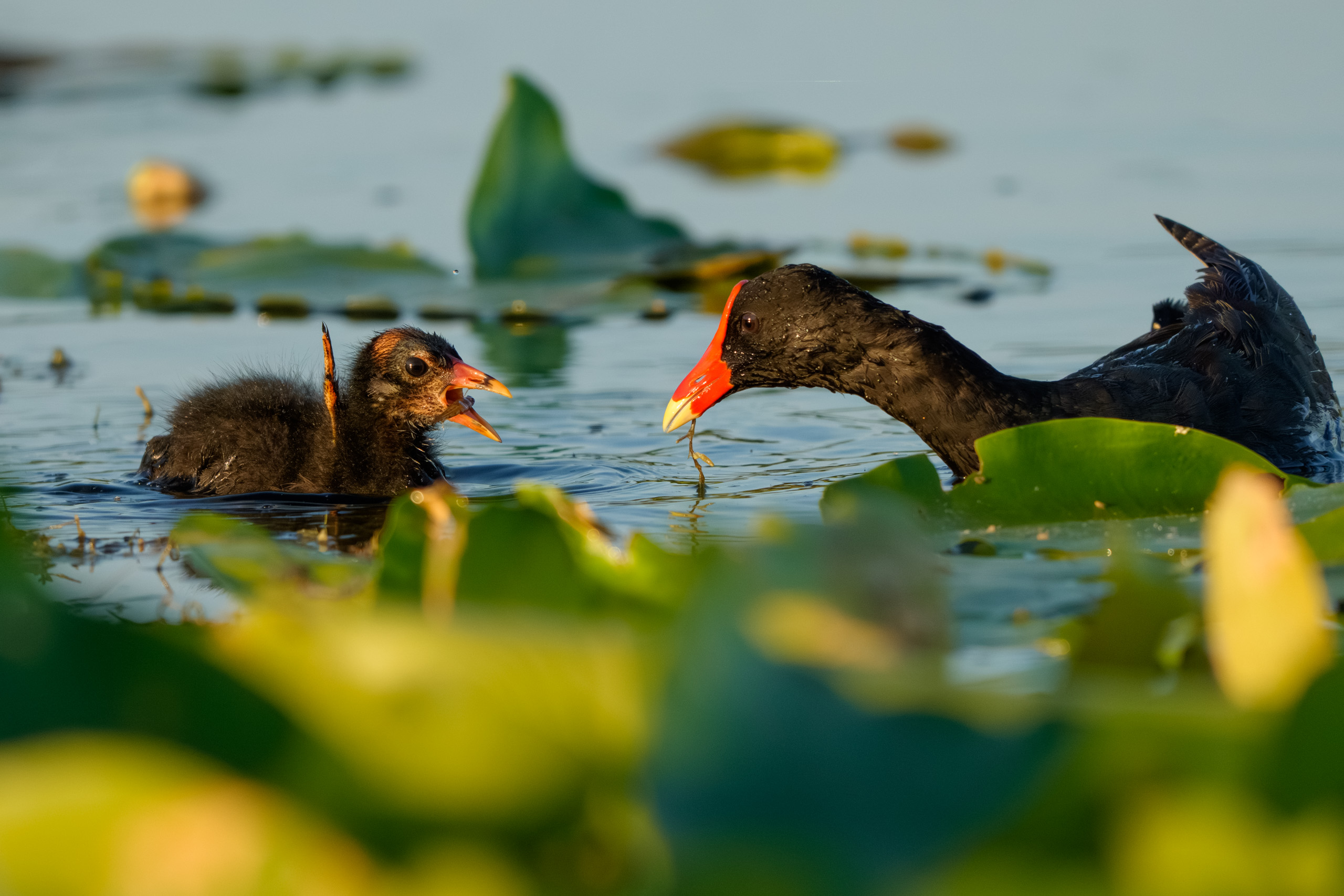 Common Gallinule Chick Getting Breakfast