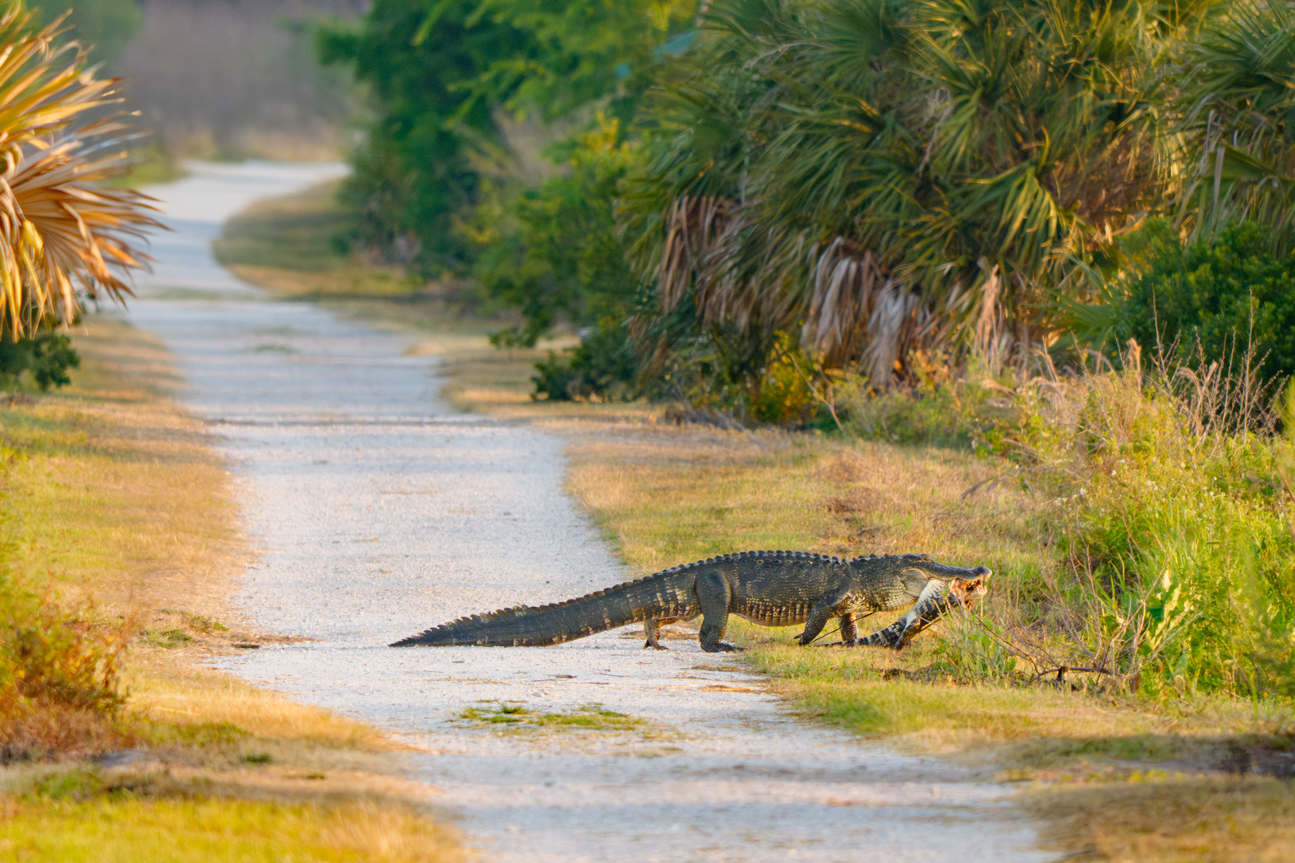 Gator Crossing!