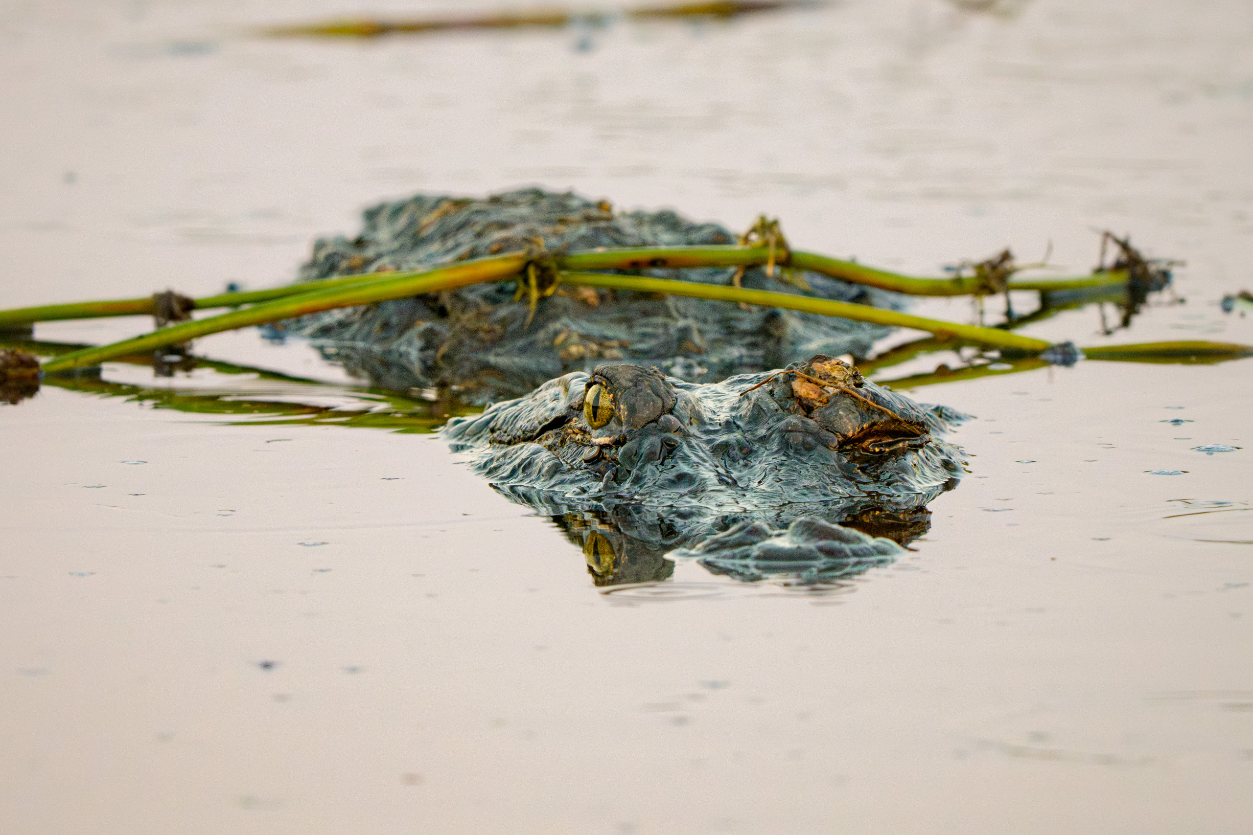 Gator, missing something?