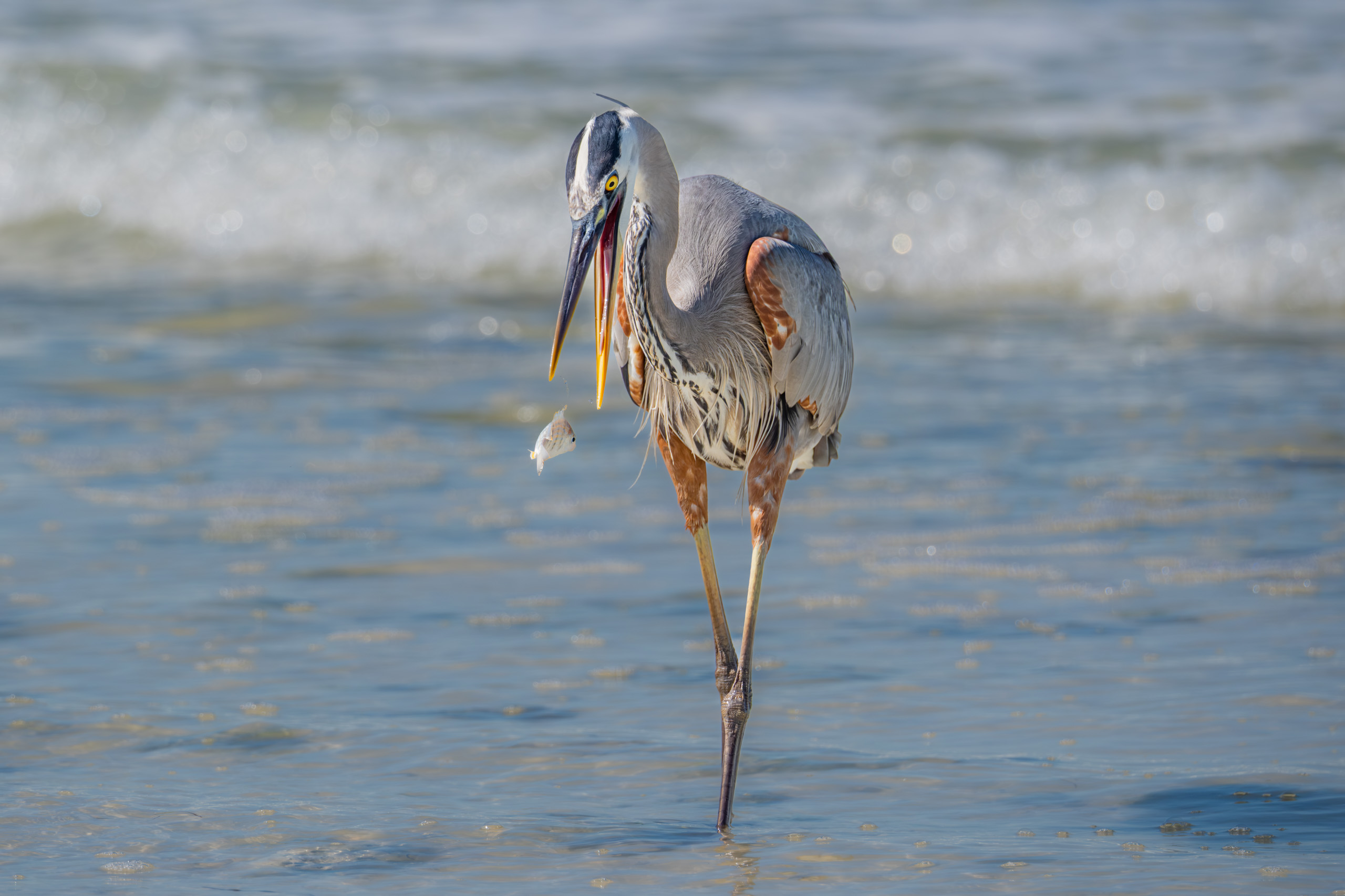 Great Blue Heron With Its Catch of the Day!