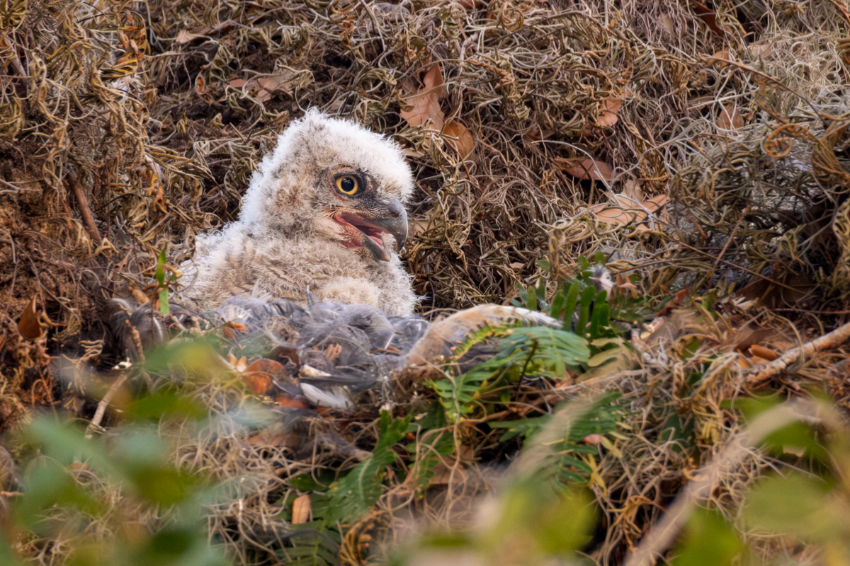Great Horned Owlet
