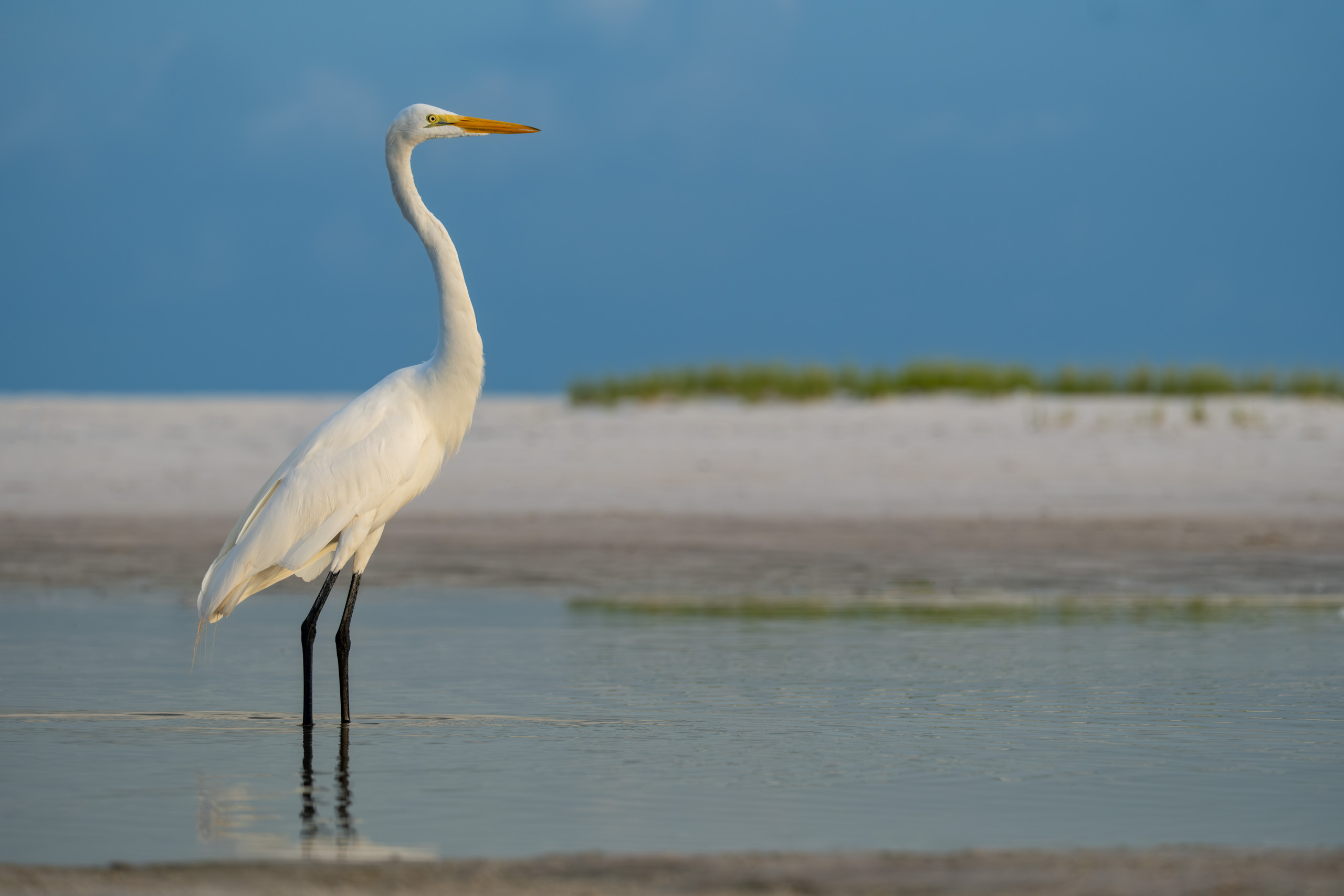 Great Egret at Sunrise