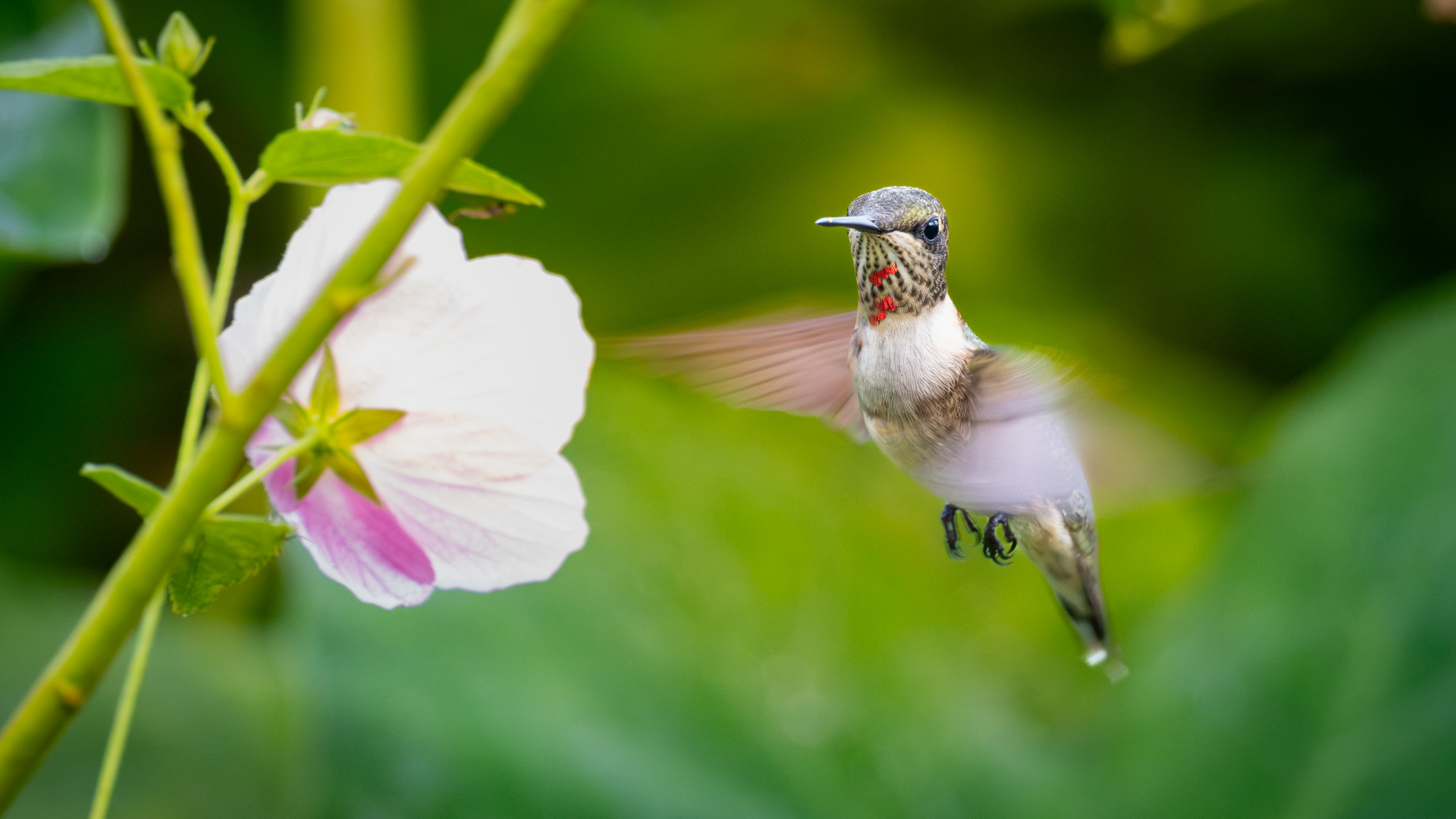 Ruby-throated Hummingbird, Male