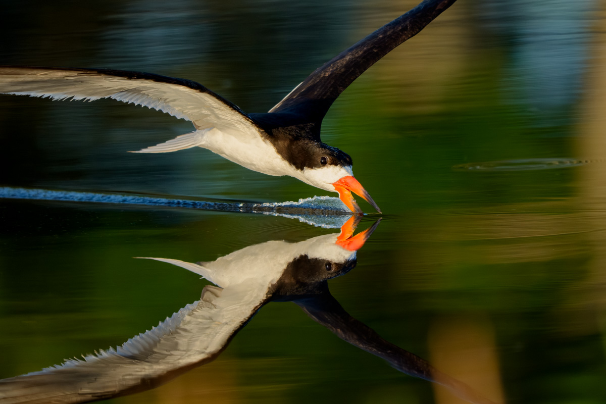 Incoming Reflections