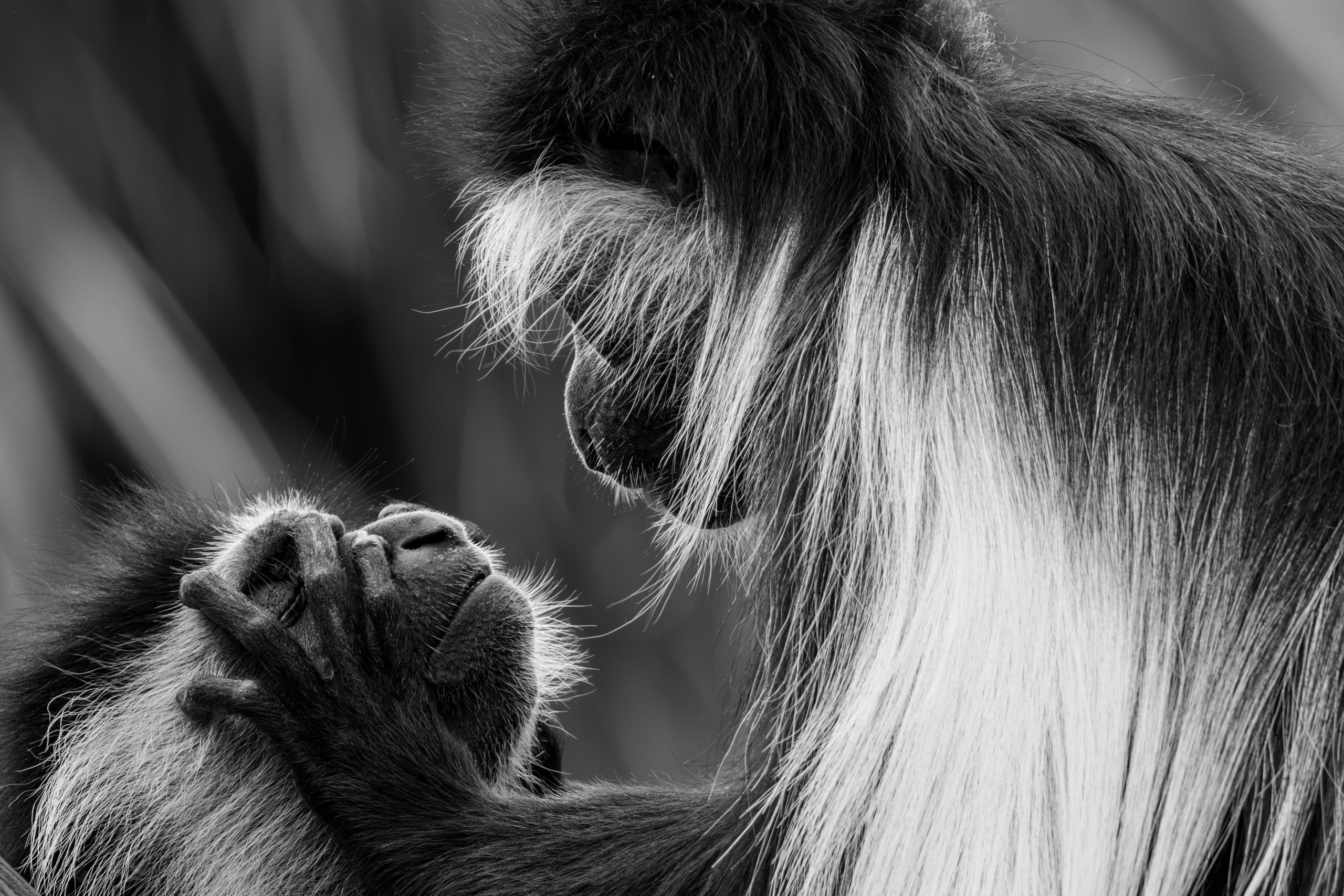 Monkeys Grooming