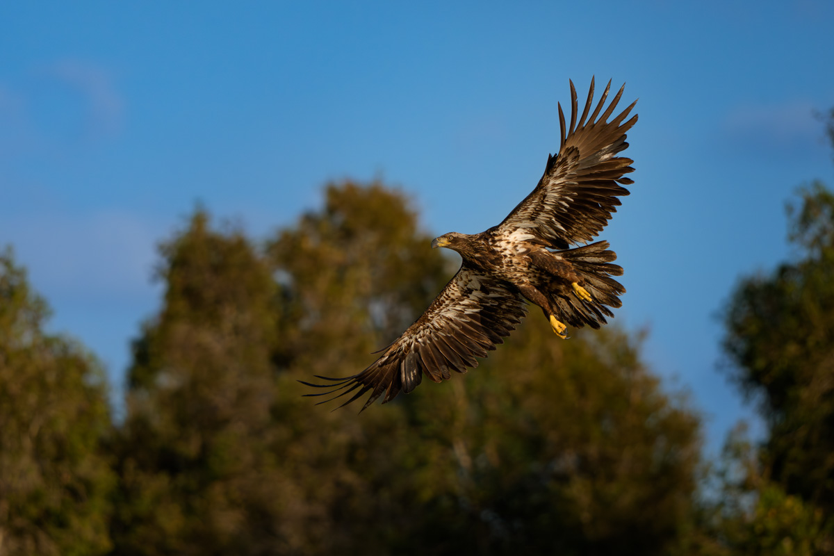 Juvenile Bald Eagle Taking Flight