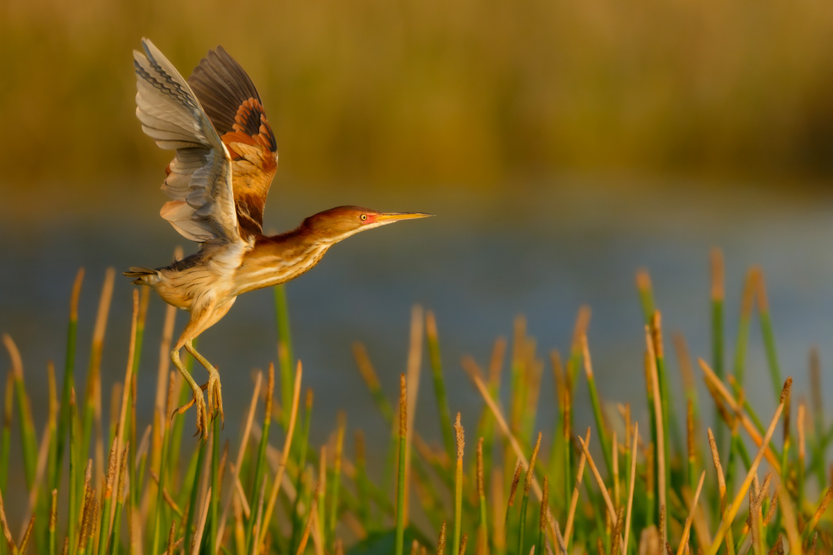 Least Bittern In Flight