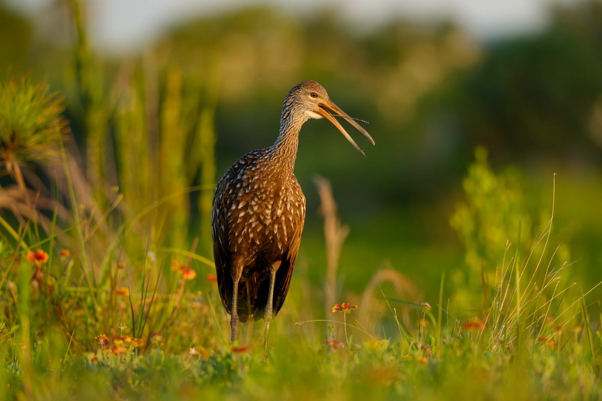 Limpkin Calling Out to His Mate