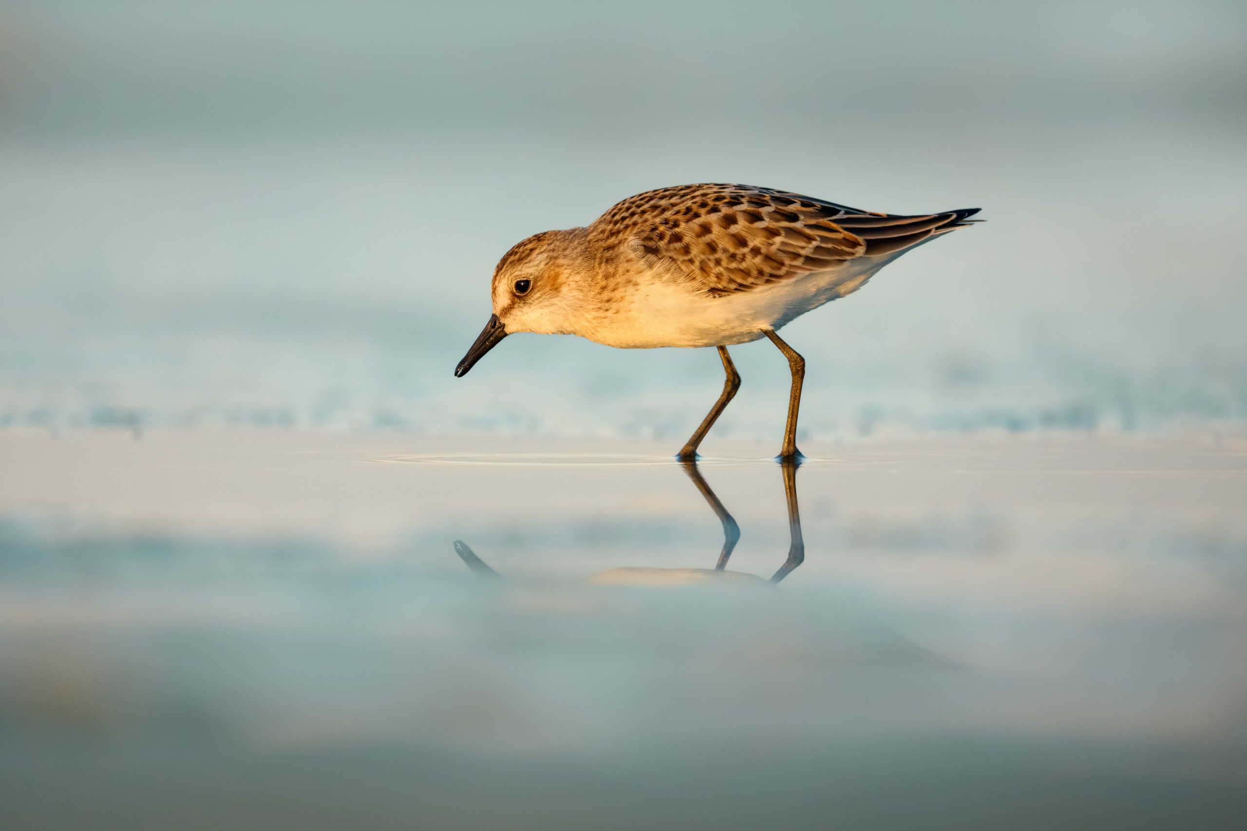Lonely Sanderling at Sunrise