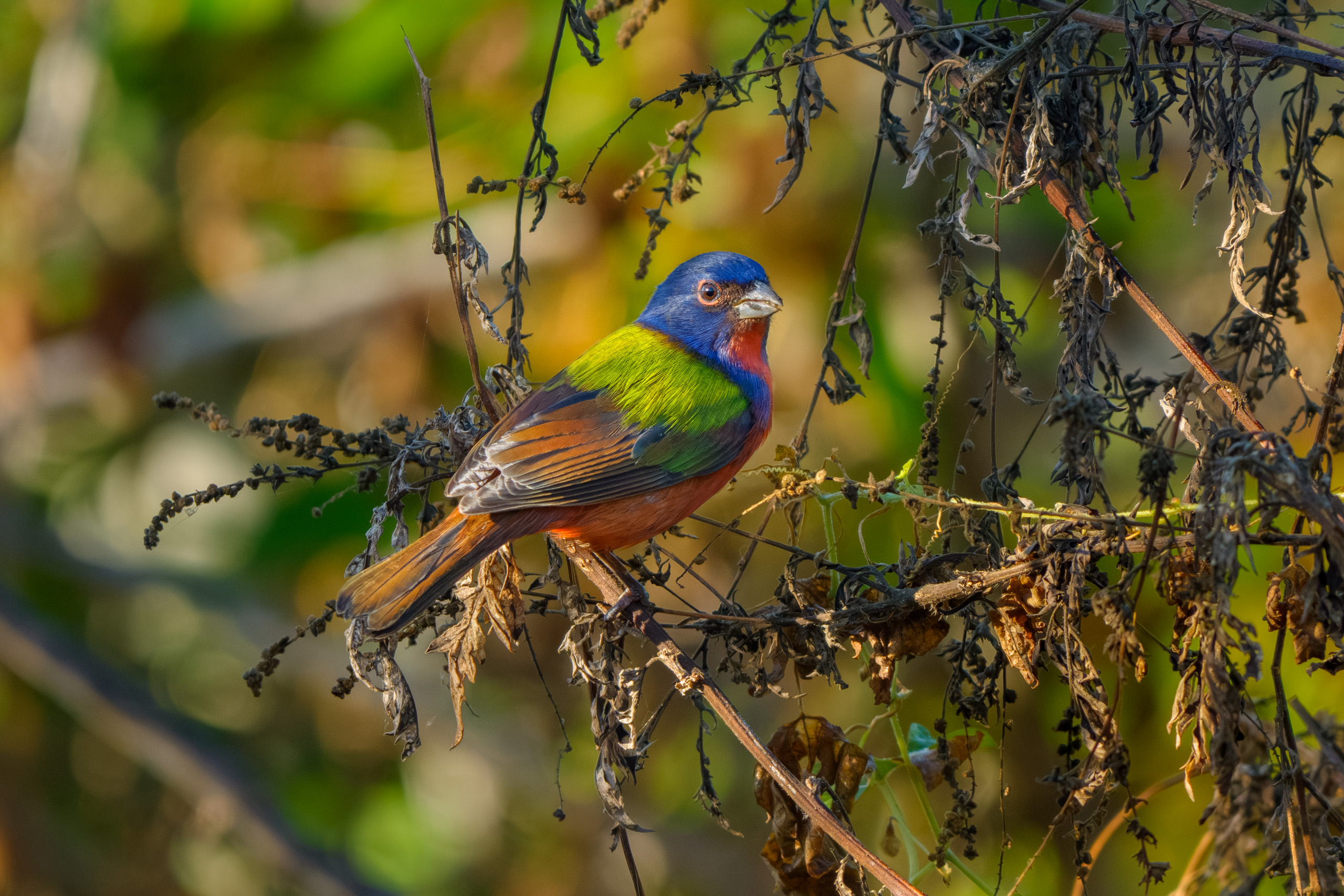 Painted Bunting, Male