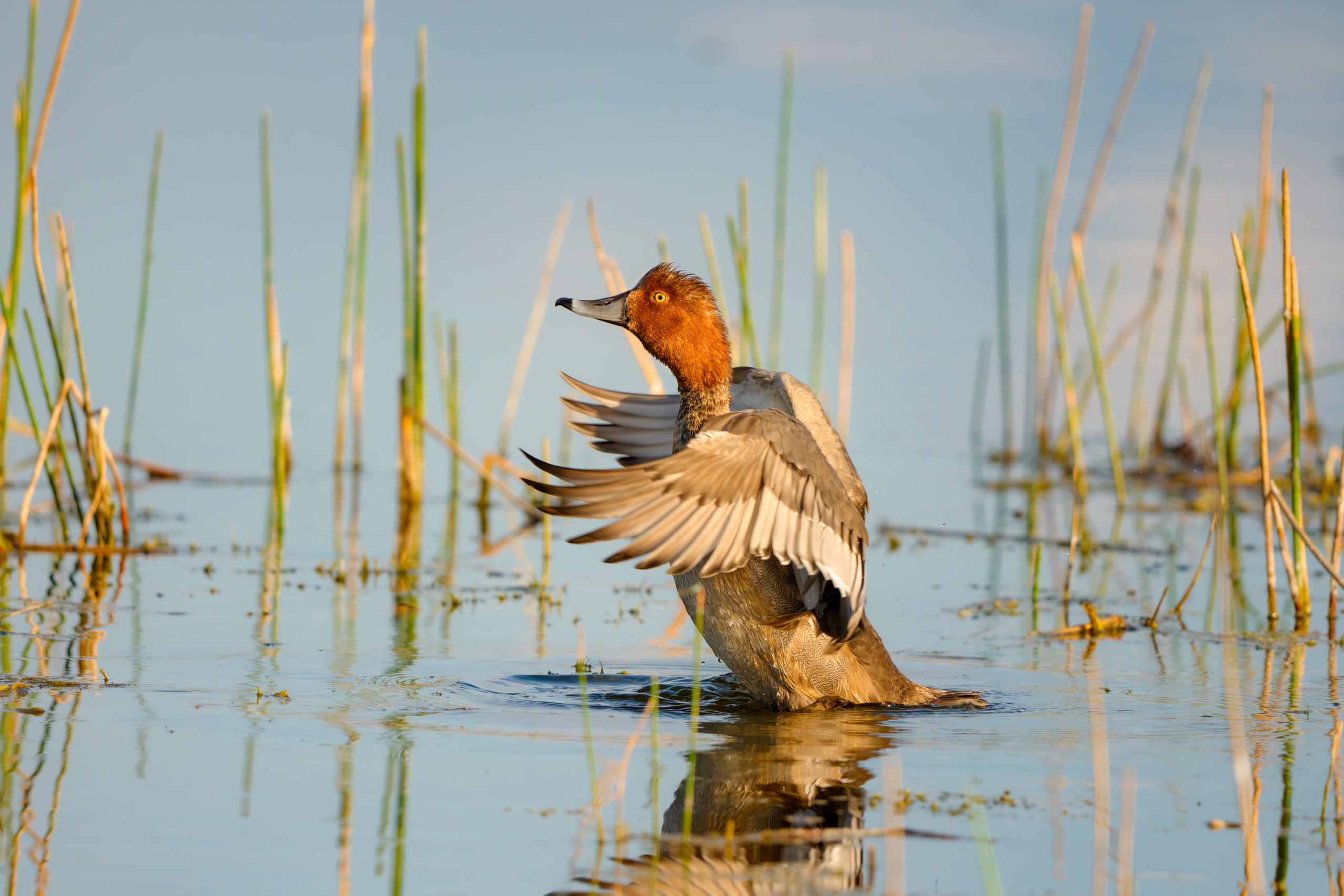 Redhead Duck, Male