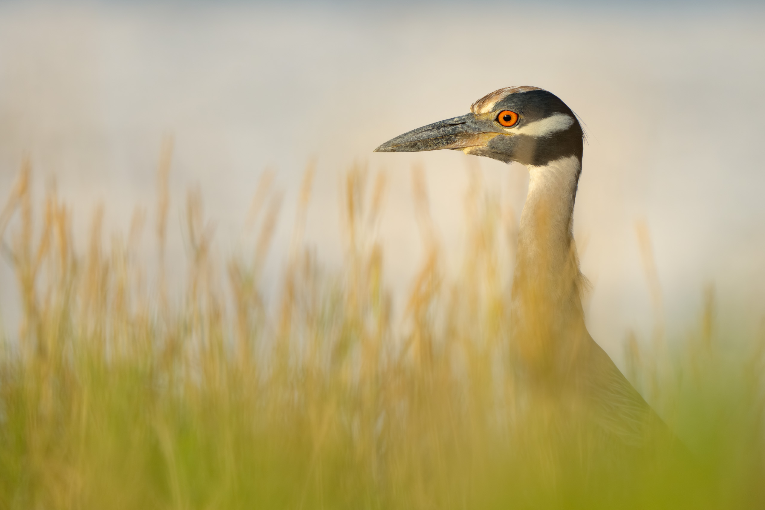 Night Heron Looking Like He's in a Dream
