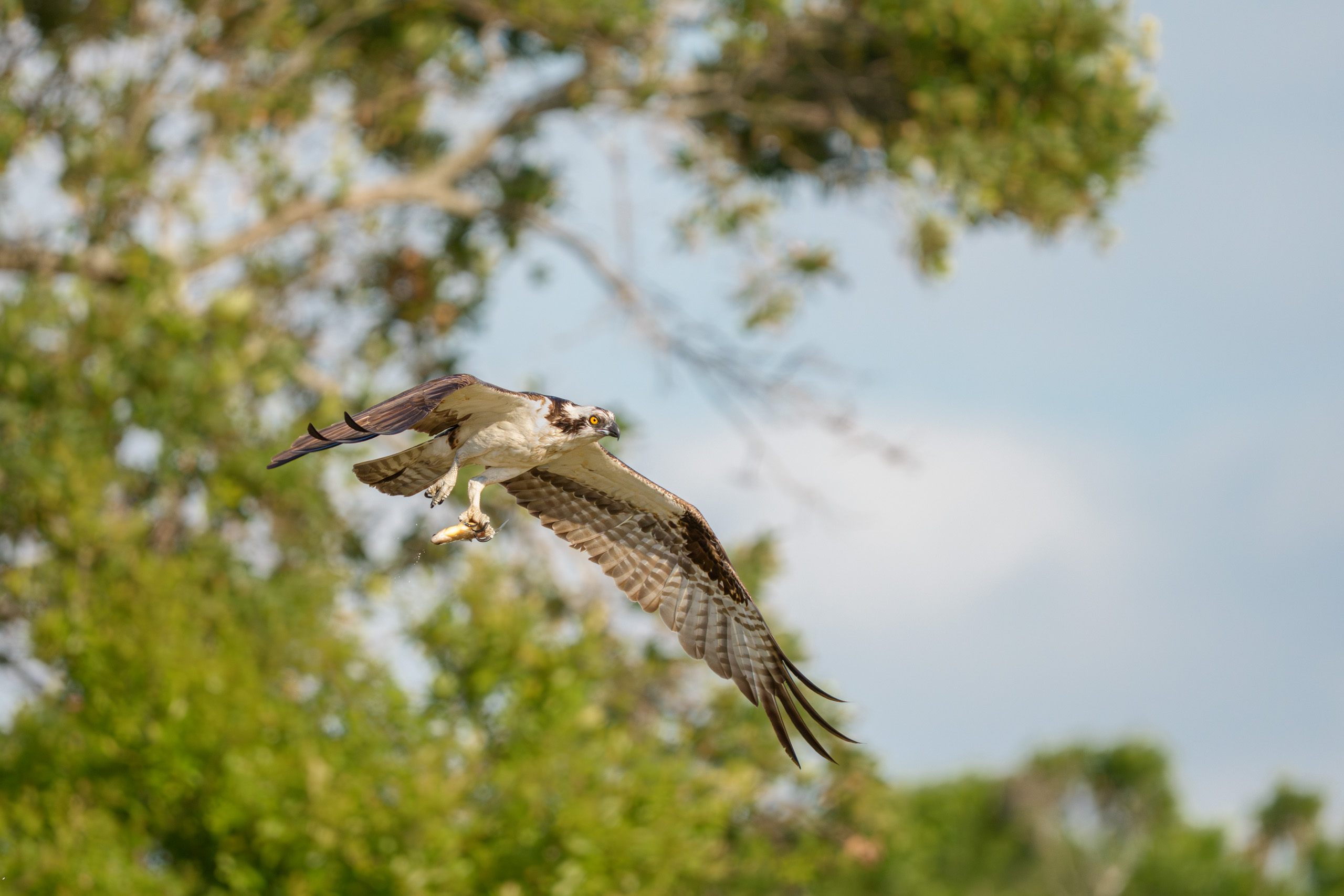 Osprey with Fresh-Caught Dinner
