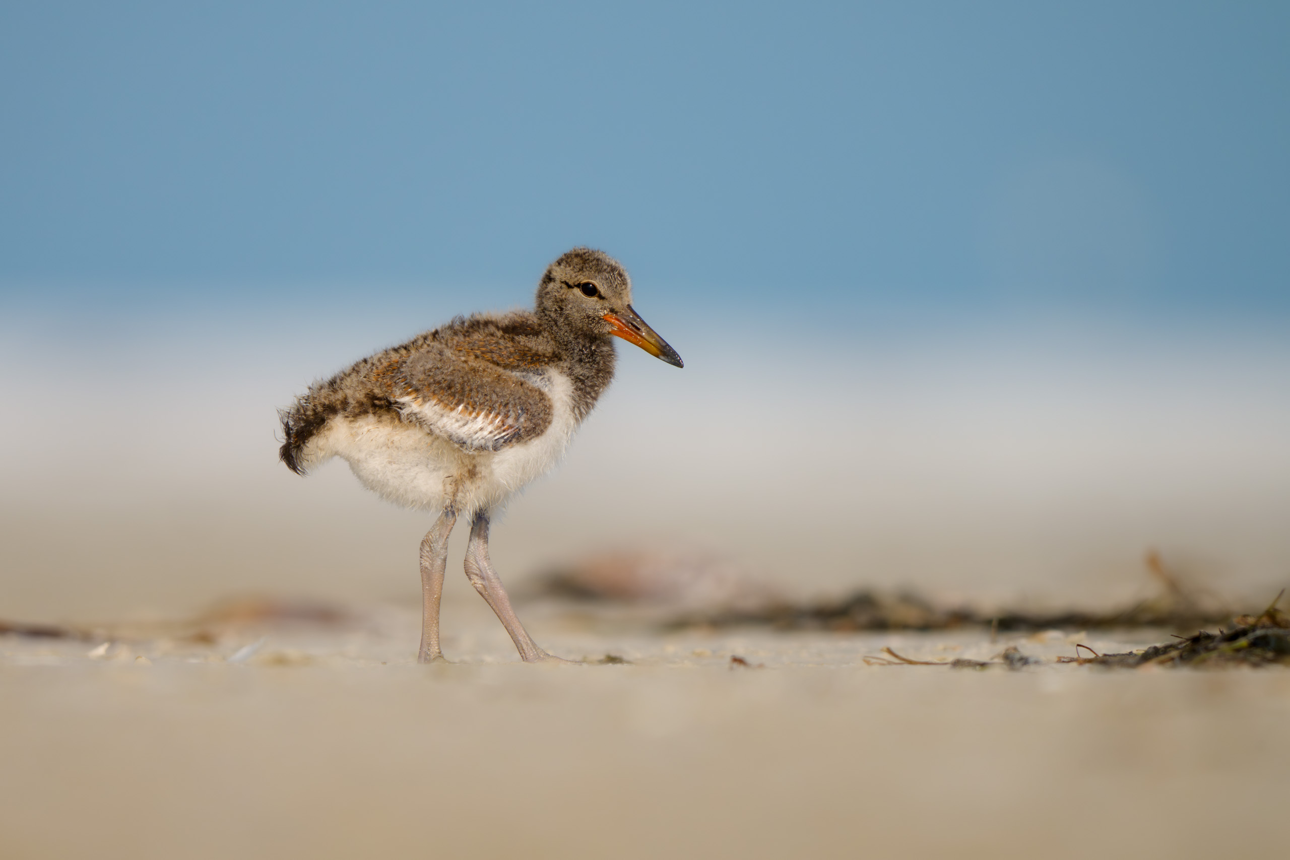 Oystercatcher Chick