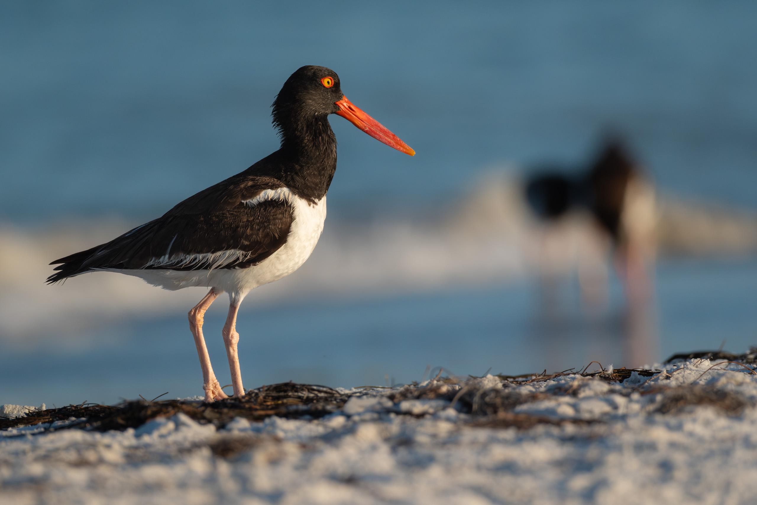 Oystercatcher Looking Out for His Flock