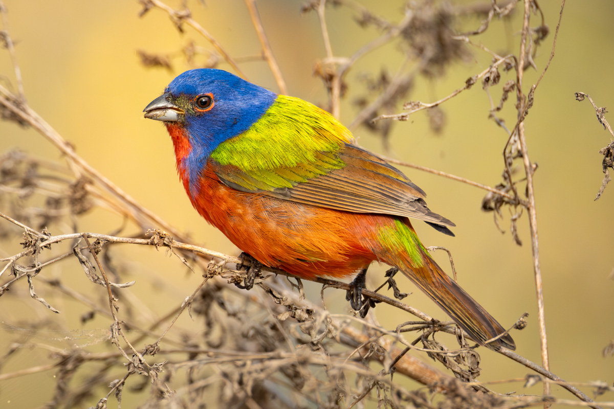 Male Painted Bunting