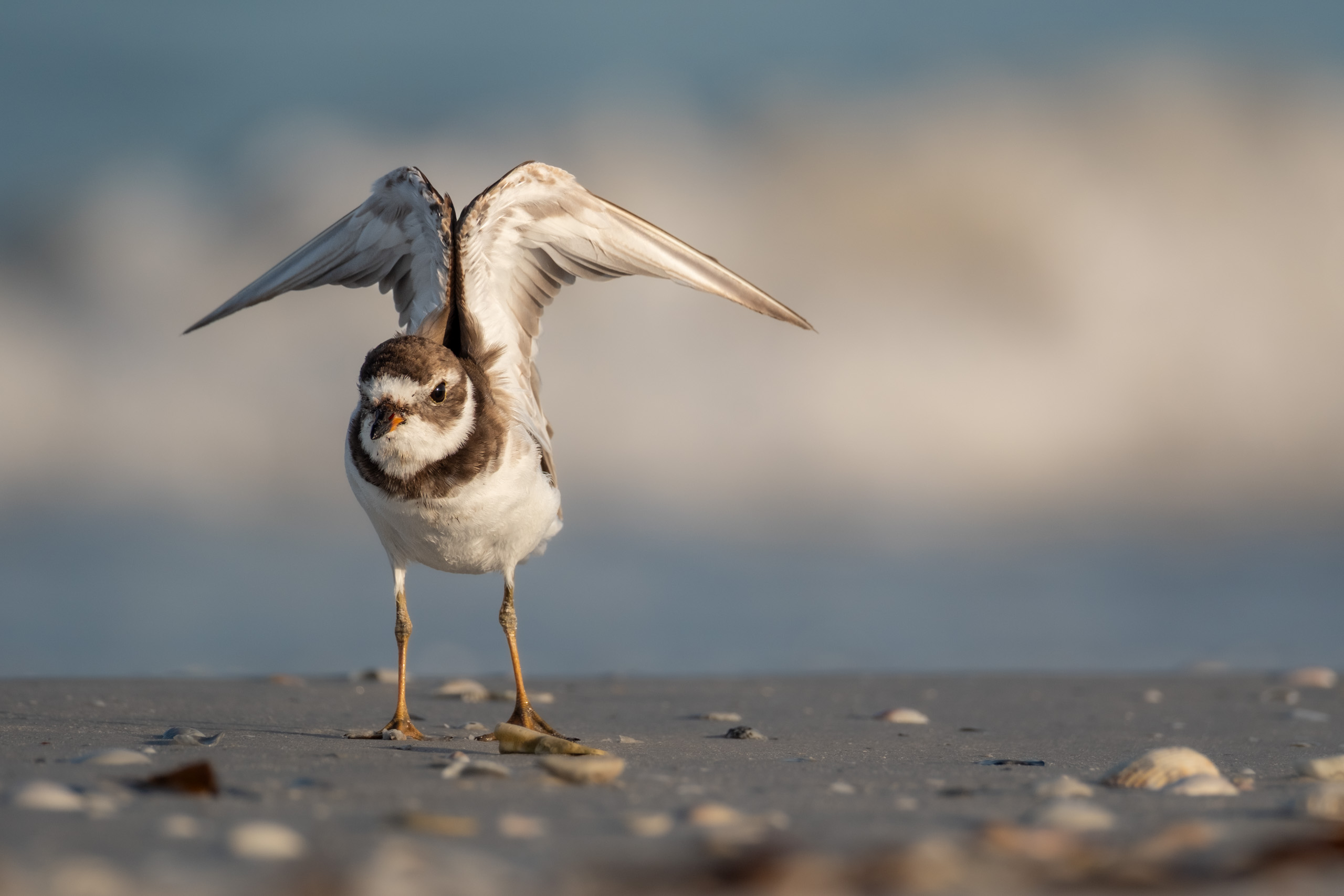 Semipalmated Plover Having a Stretch