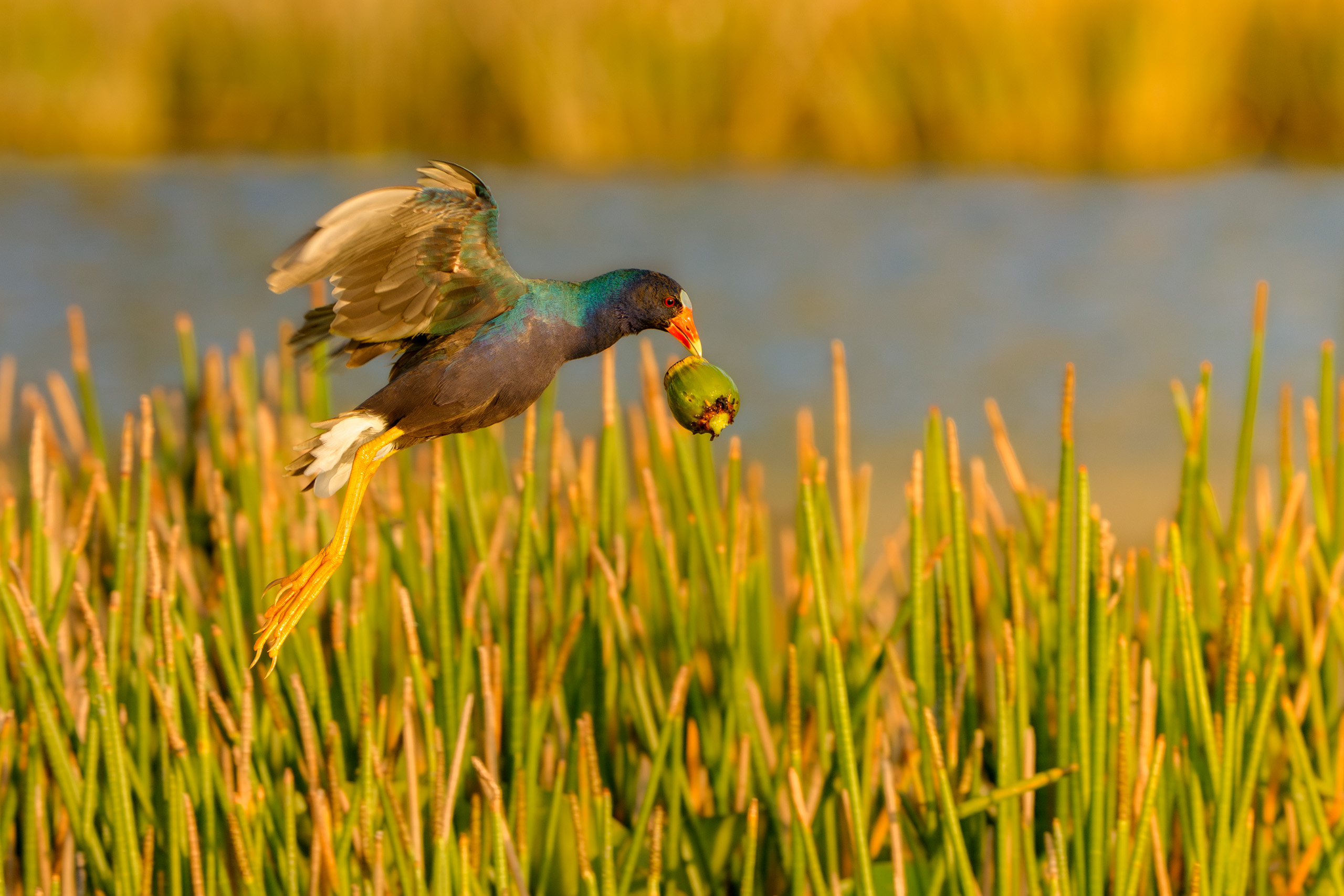 Purple Gallinule Taking Flight