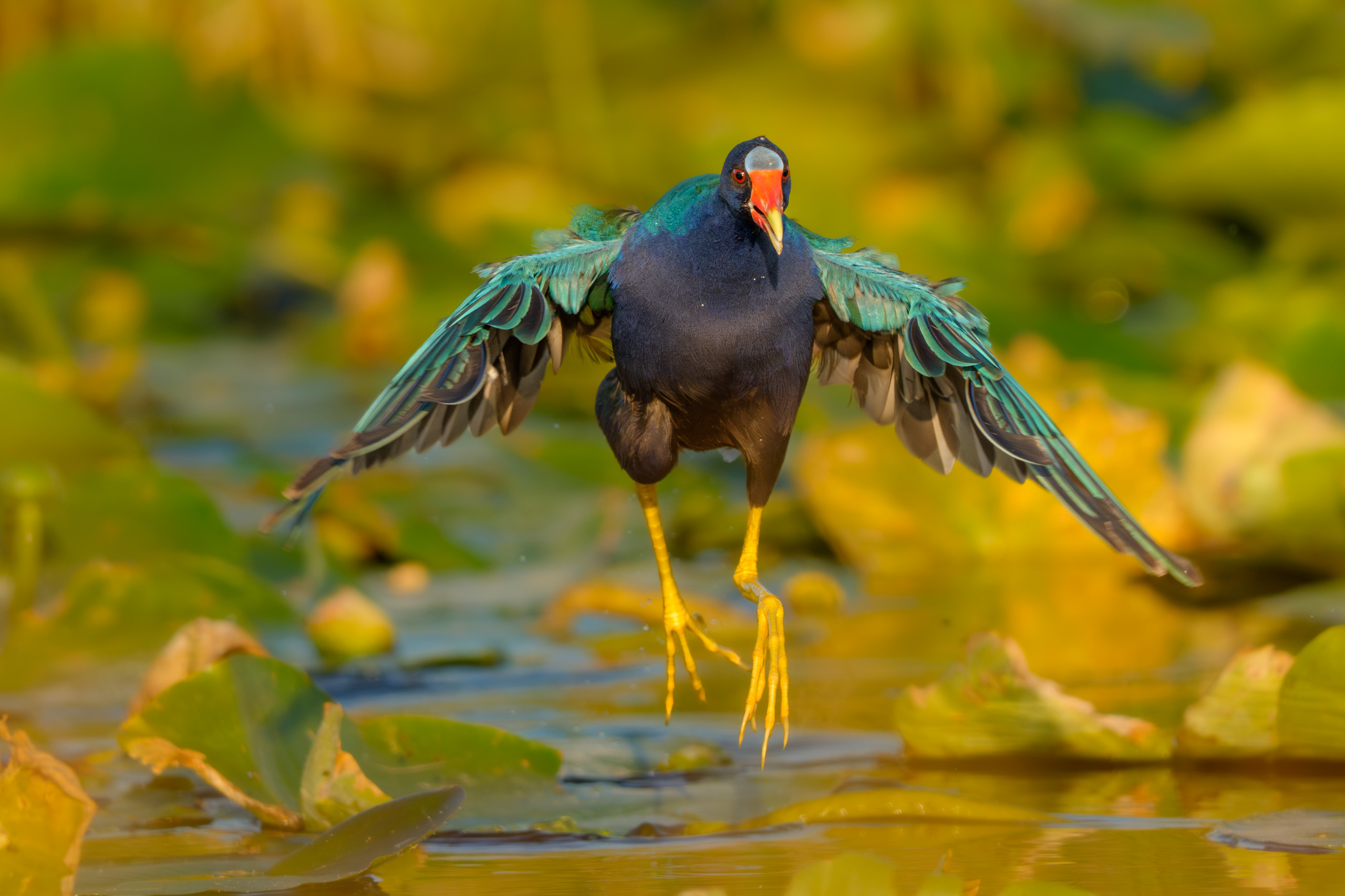 Purple Gallinule Jumping