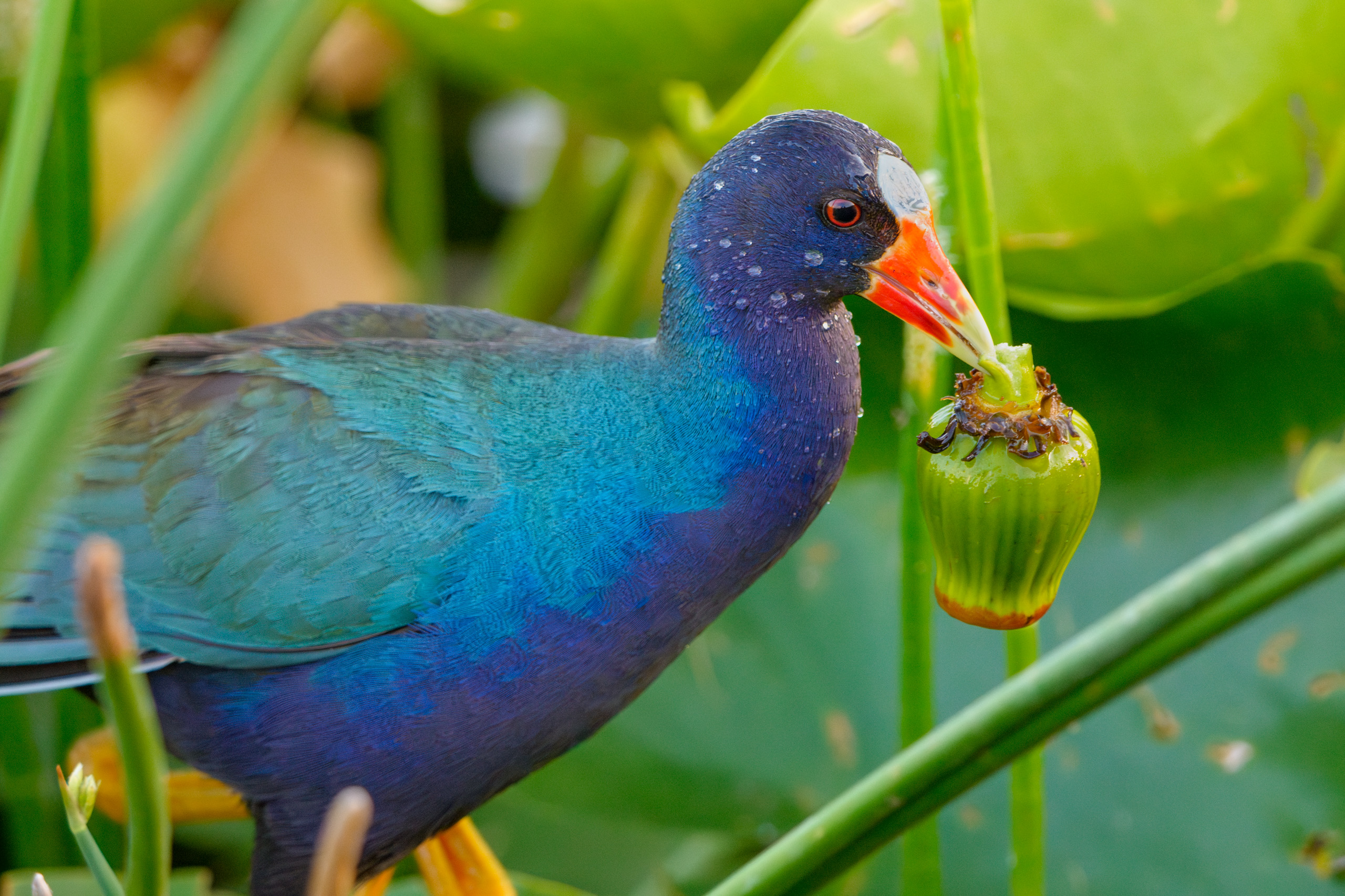 Purple Gallinule With Its Dinner