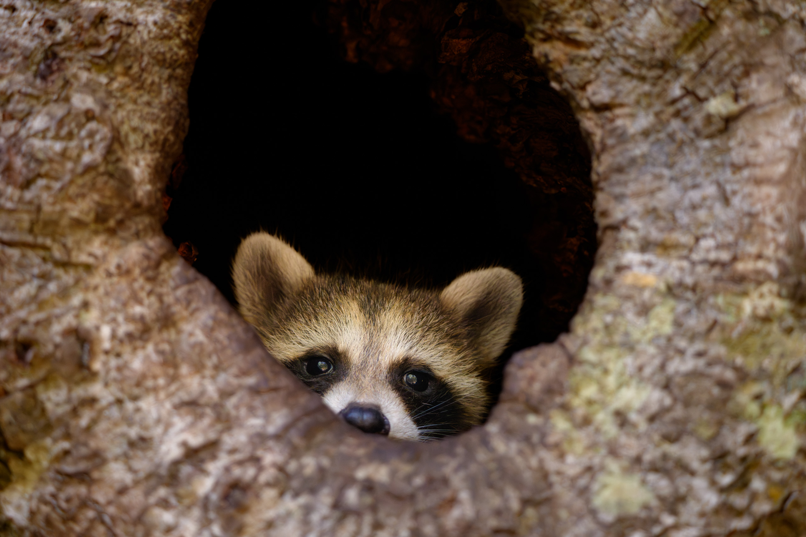 Raccoon Playing A Little Hide & Seek